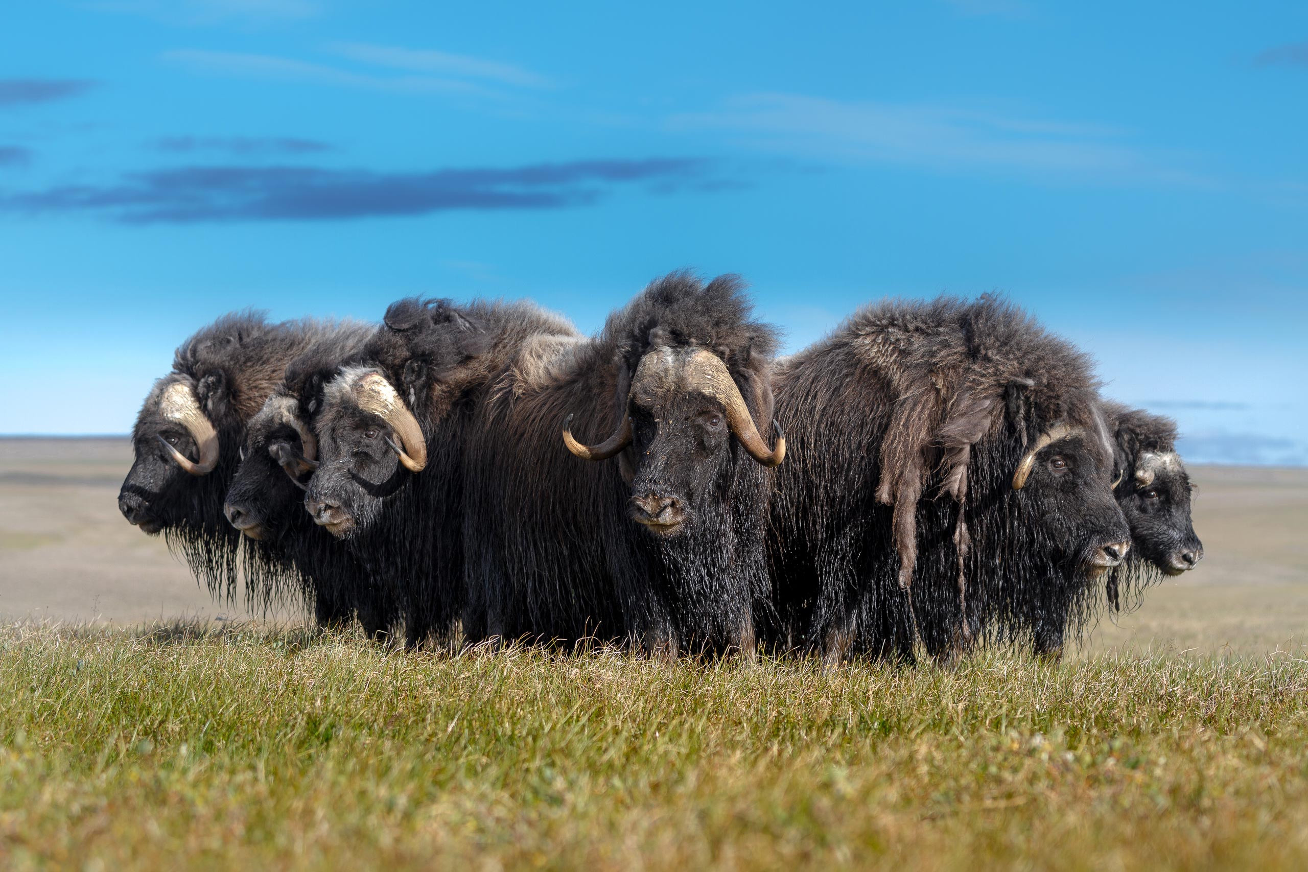 Таймыр. Wildlife Ride — организация фототуров и экспедиций