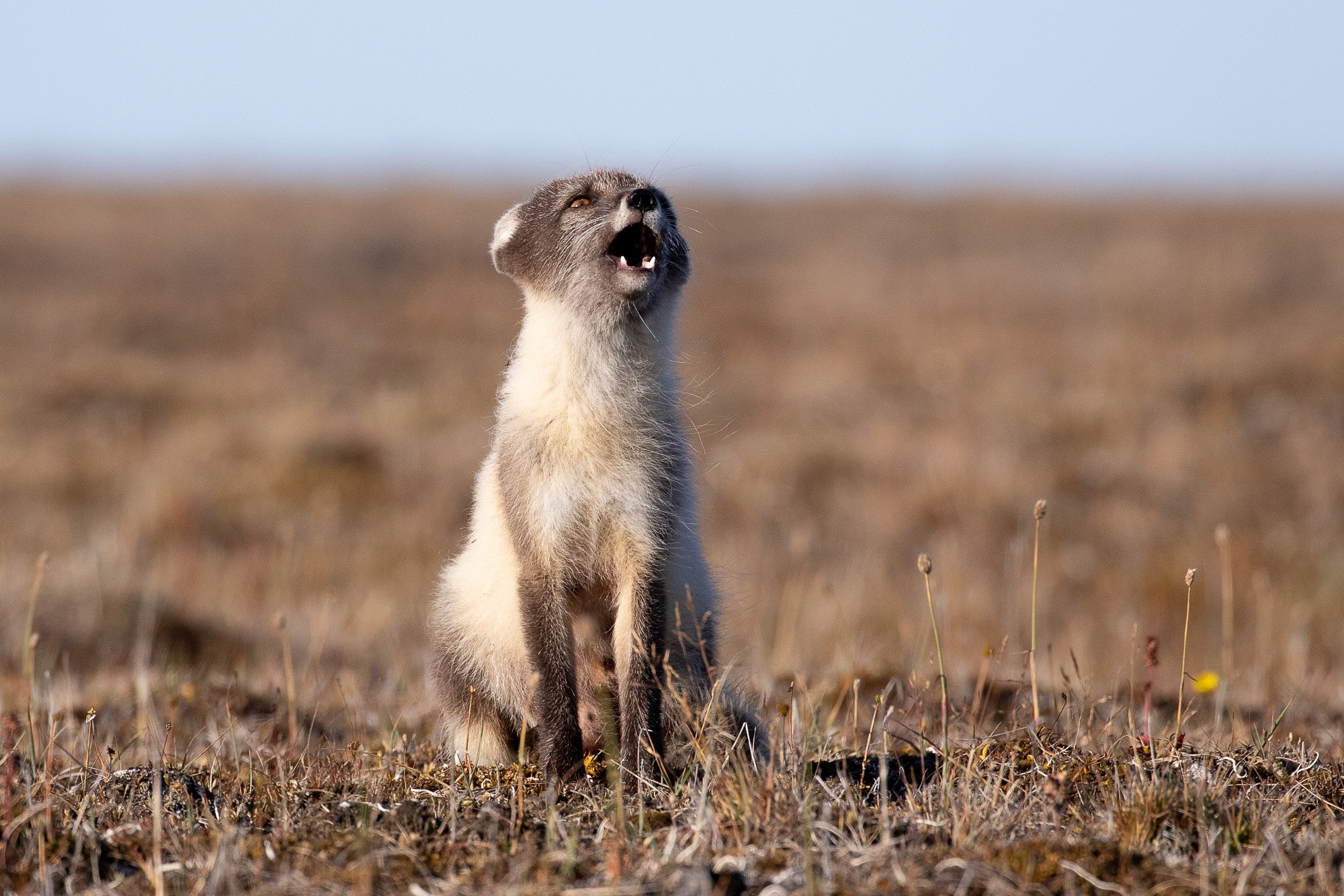 Таймыр. Wildlife Ride — организация фототуров и экспедиций