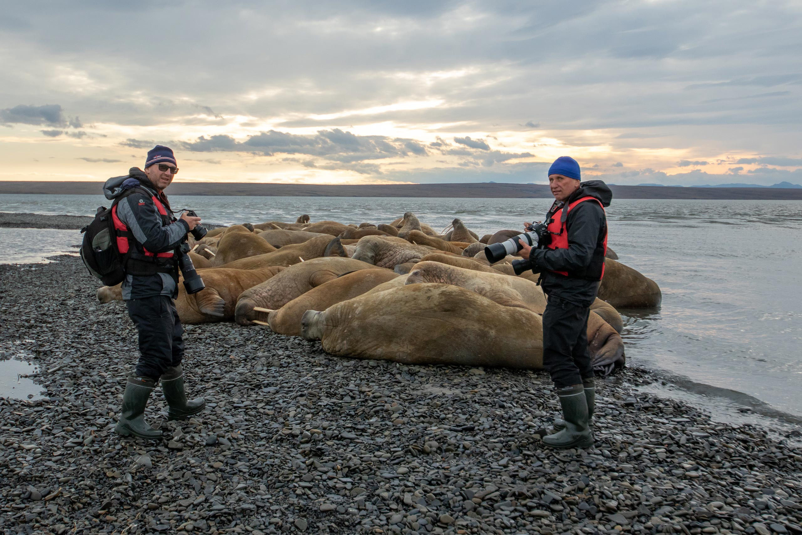 Таймыр. Wildlife Ride — организация фототуров и экспедиций