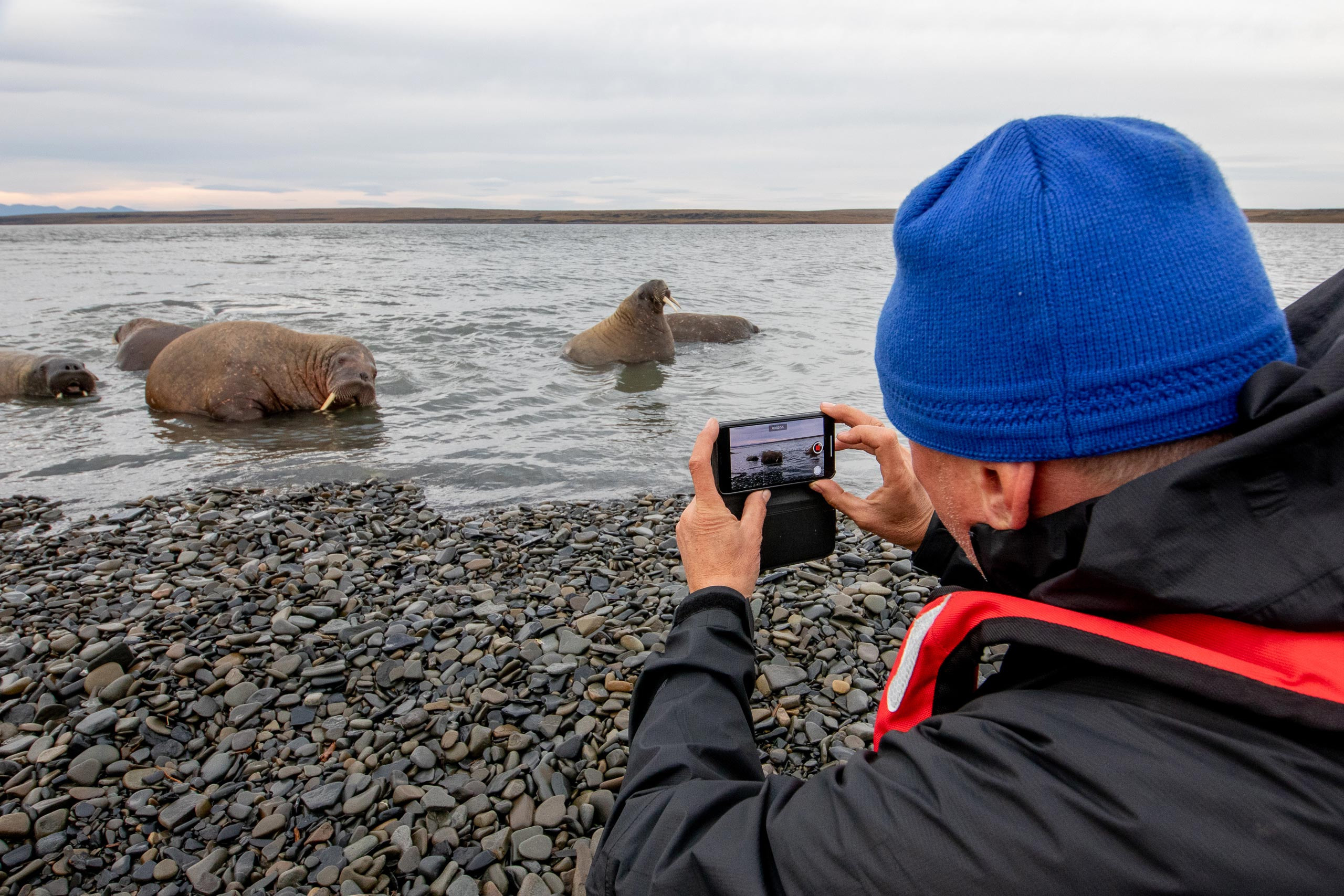 Таймыр. Wildlife Ride — организация фототуров и экспедиций