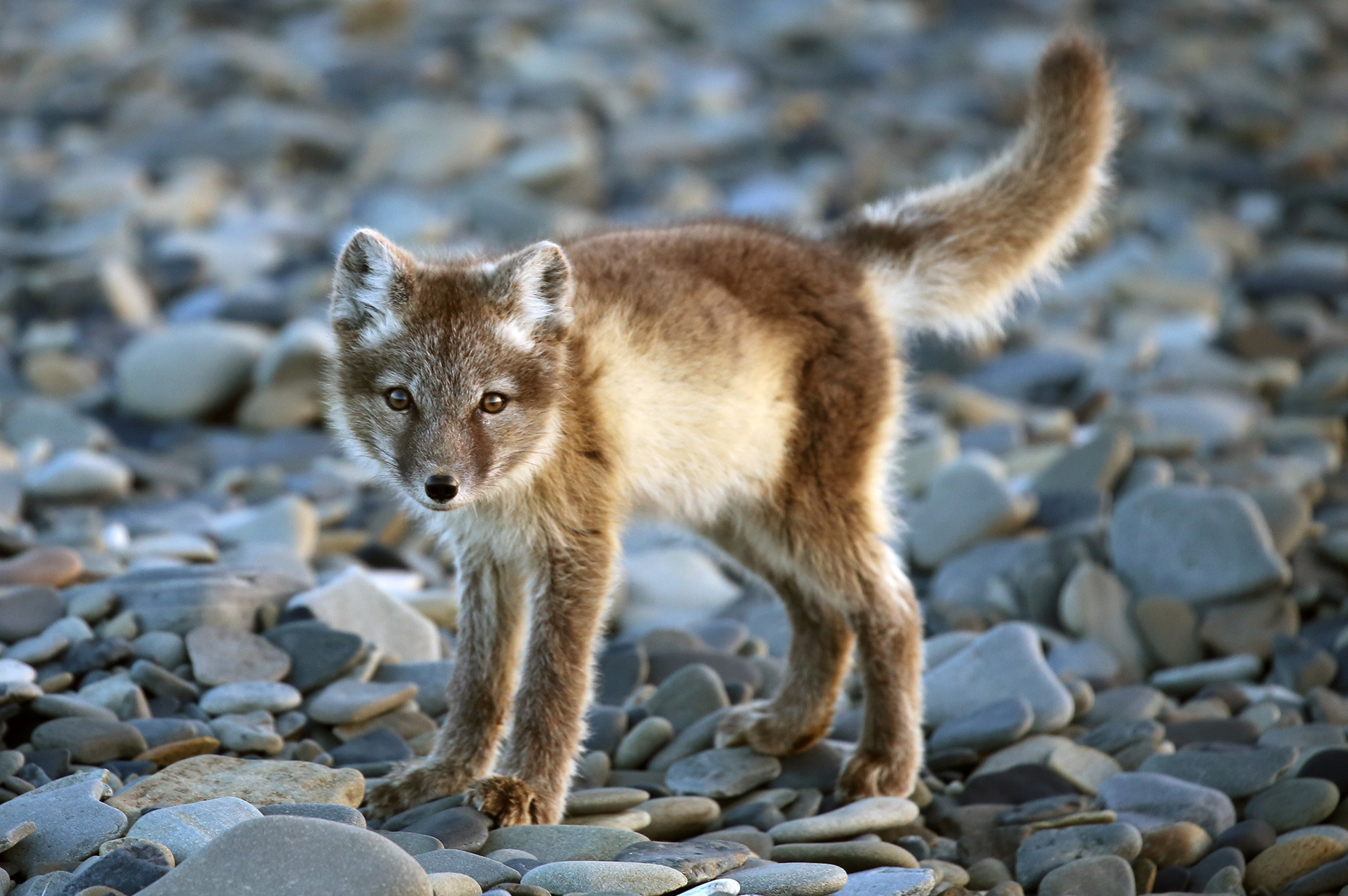Таймыр. Wildlife Ride — организация фототуров и экспедиций