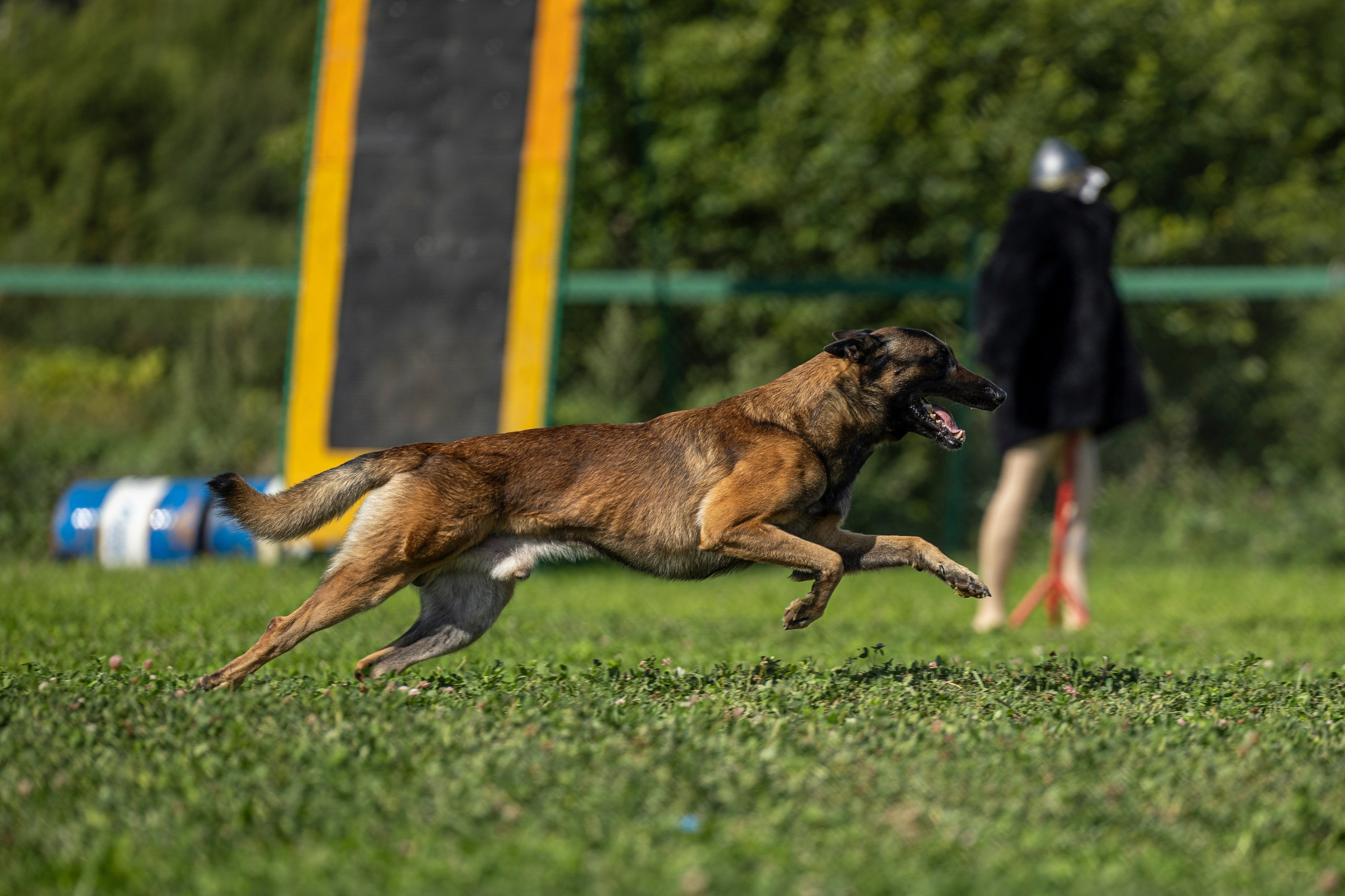 Соревнования по Мондьорингу г. Вологда 10-11.08.2024. Фотограф-анималист Анна Маринич
