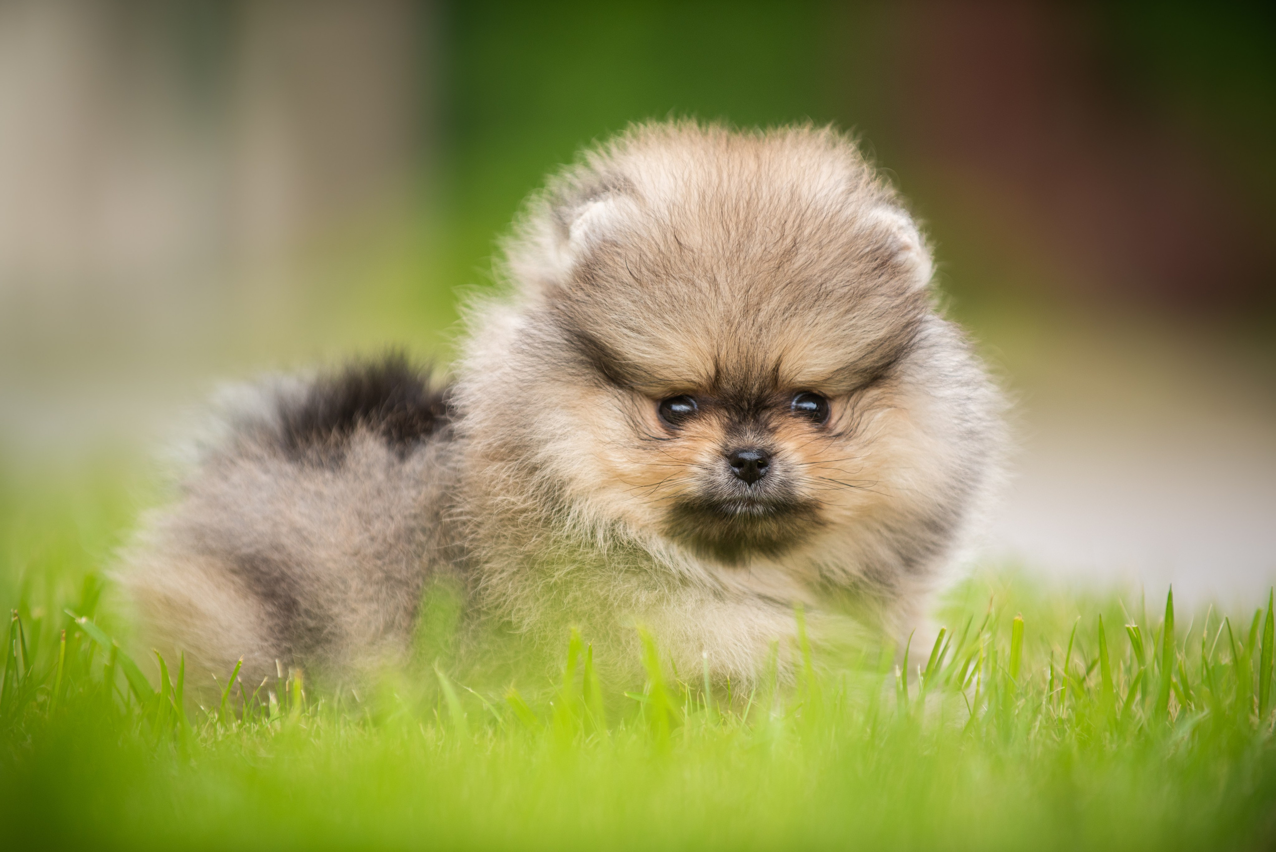 Шпицы щенки. Главная