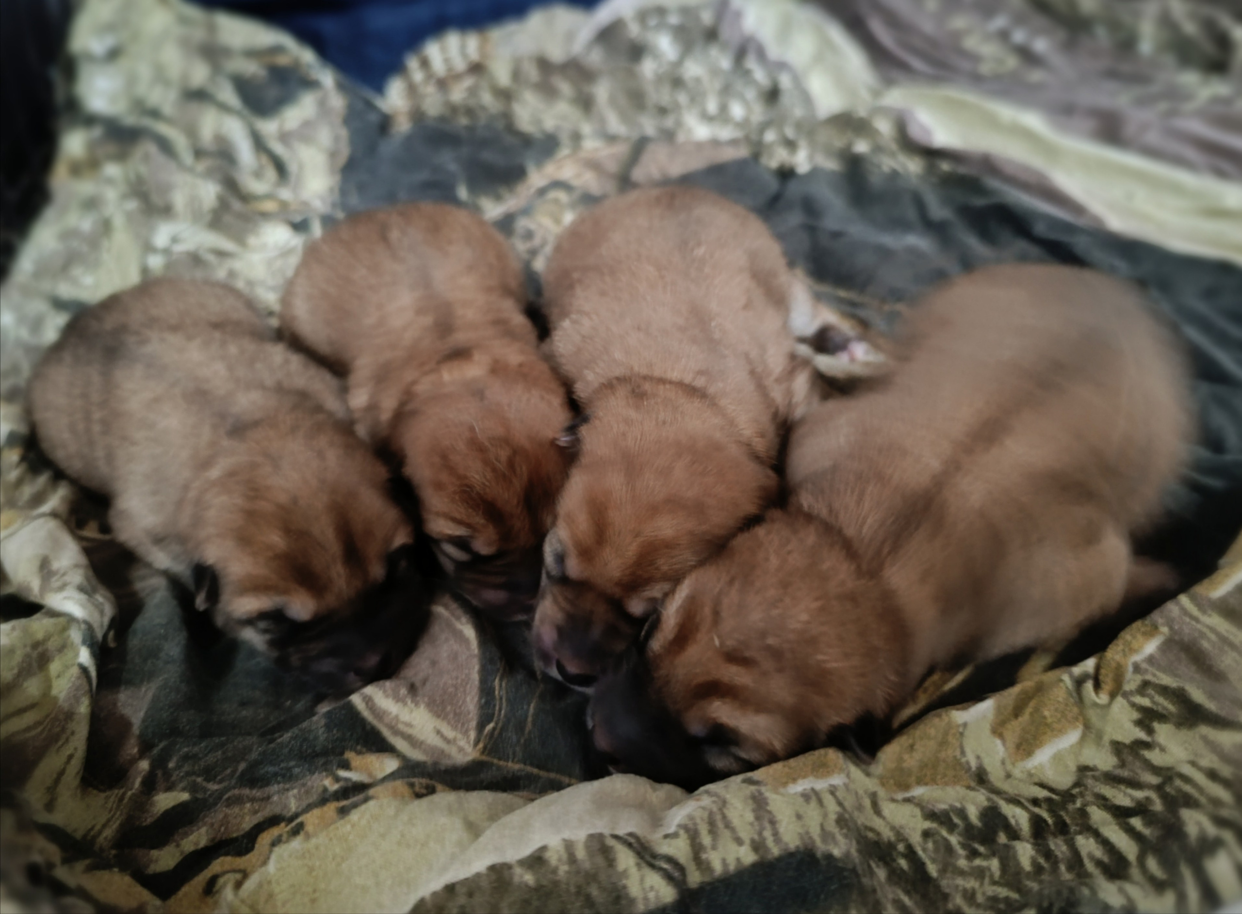 сиба питомник Рубилайт щенки на продажу rubylight  сиба щенки купить СПб Санкт-Петербург 