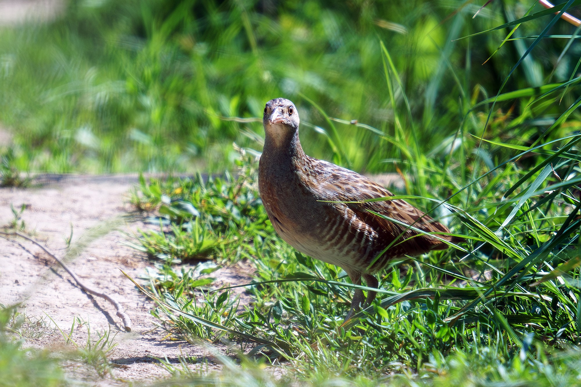 Удивительные мир птиц. Вокруг нас столько прекрасного — присмотритесь!. Ваш личный фотограф Марина Волкова