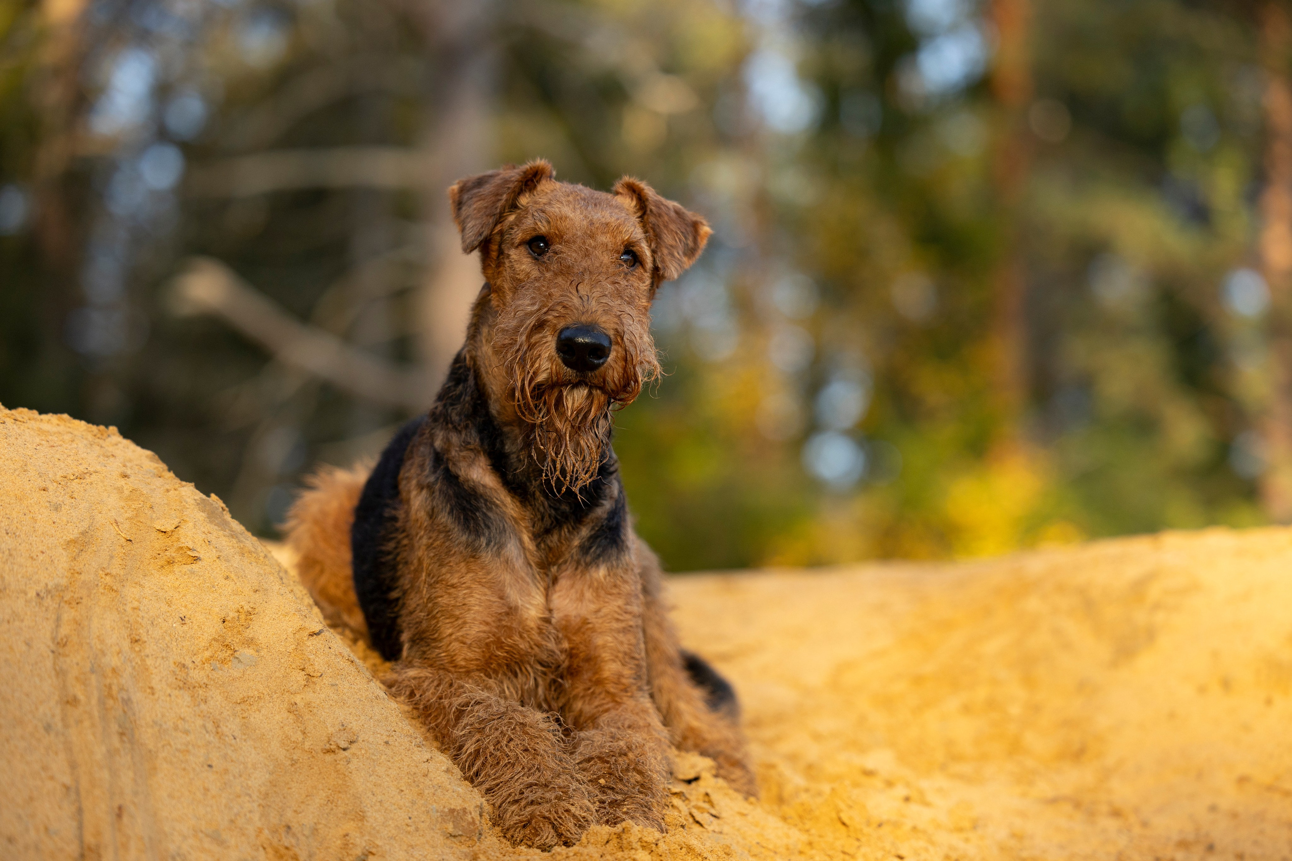 Харди. Фотограф-анималист Анна Маринич