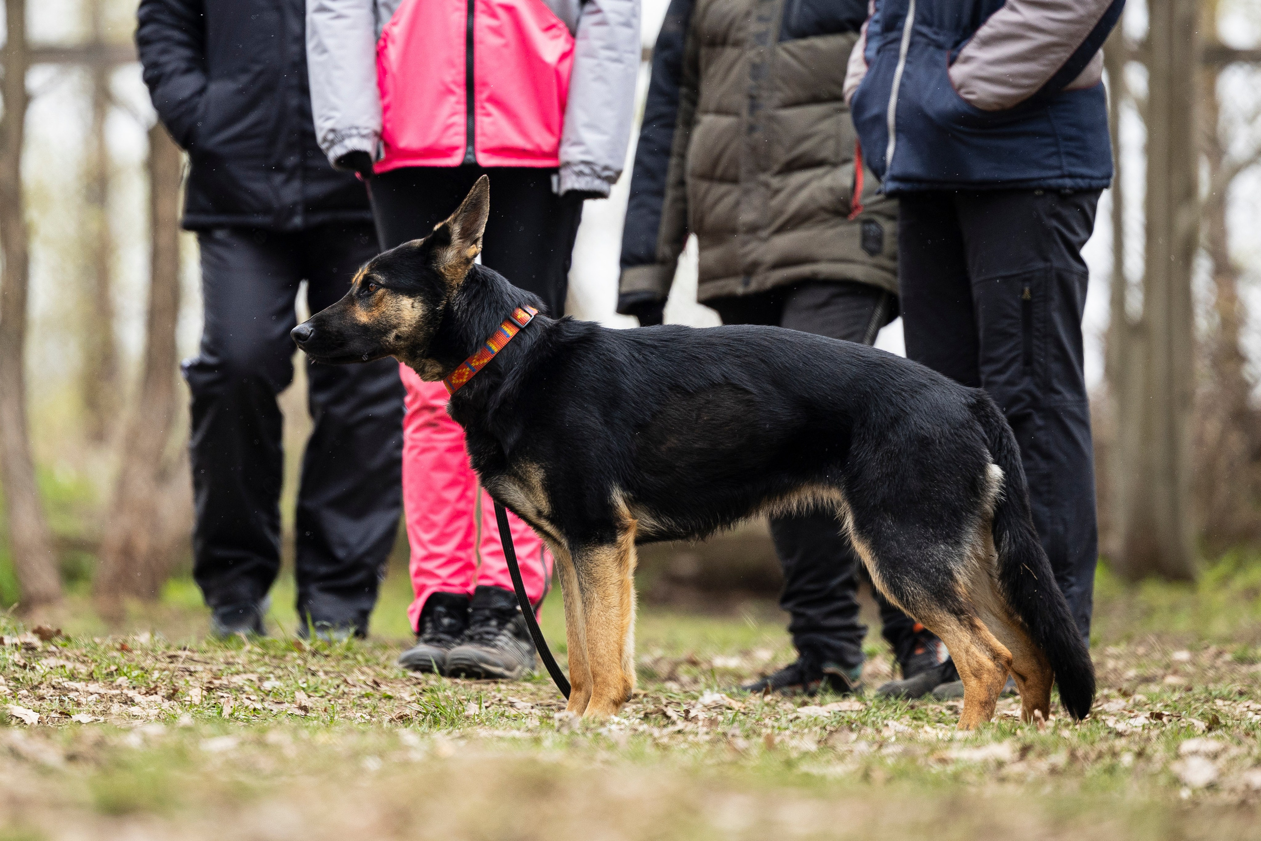 Квалификационные состязания по мондьорингу г. Вологда 11.05.24. Фотограф-анималист Анна Маринич