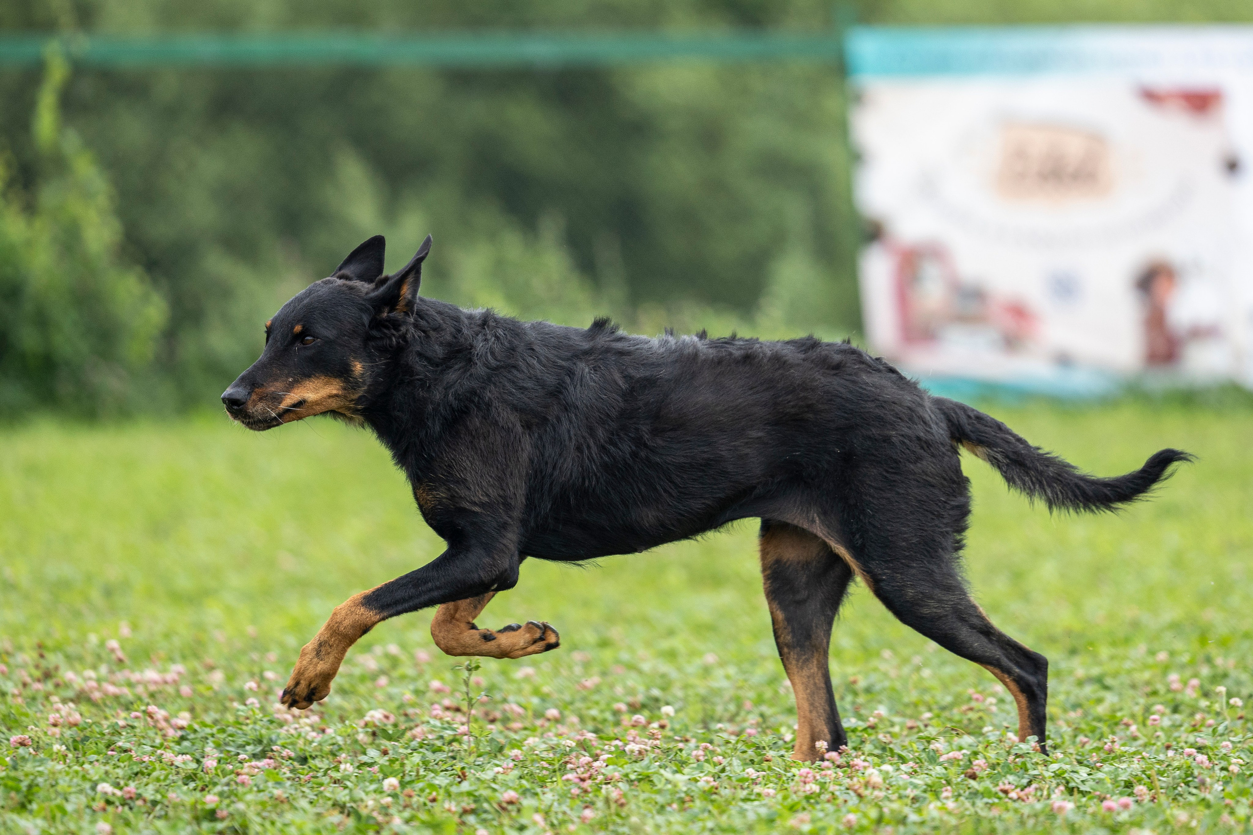 Соревнования по Мондьорингу г. Вологда 10-11.08.2024. Фотограф-анималист Анна Маринич