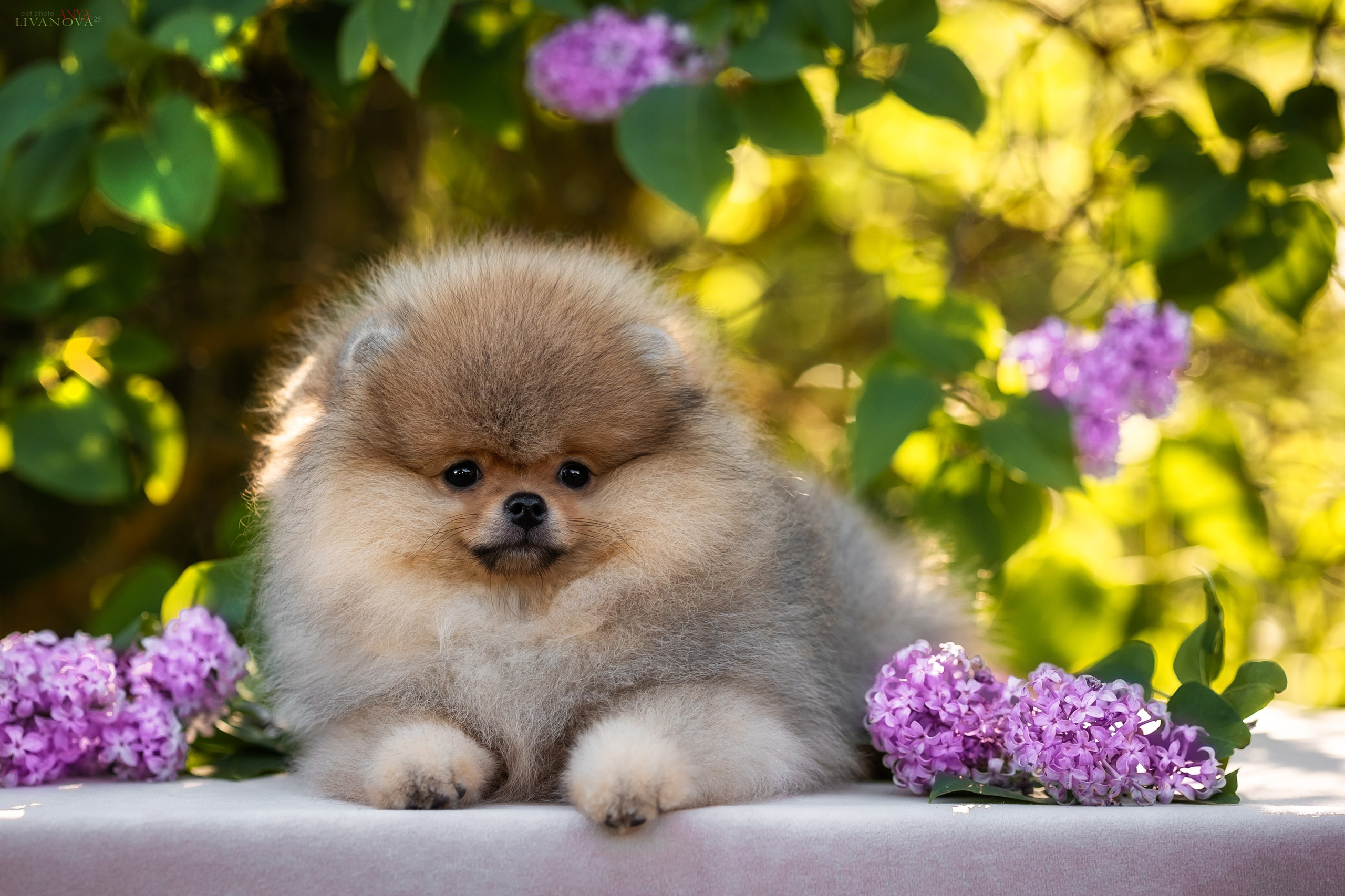 Шпичики. Фотограф анималист Аня Ливанова | Рыбинск