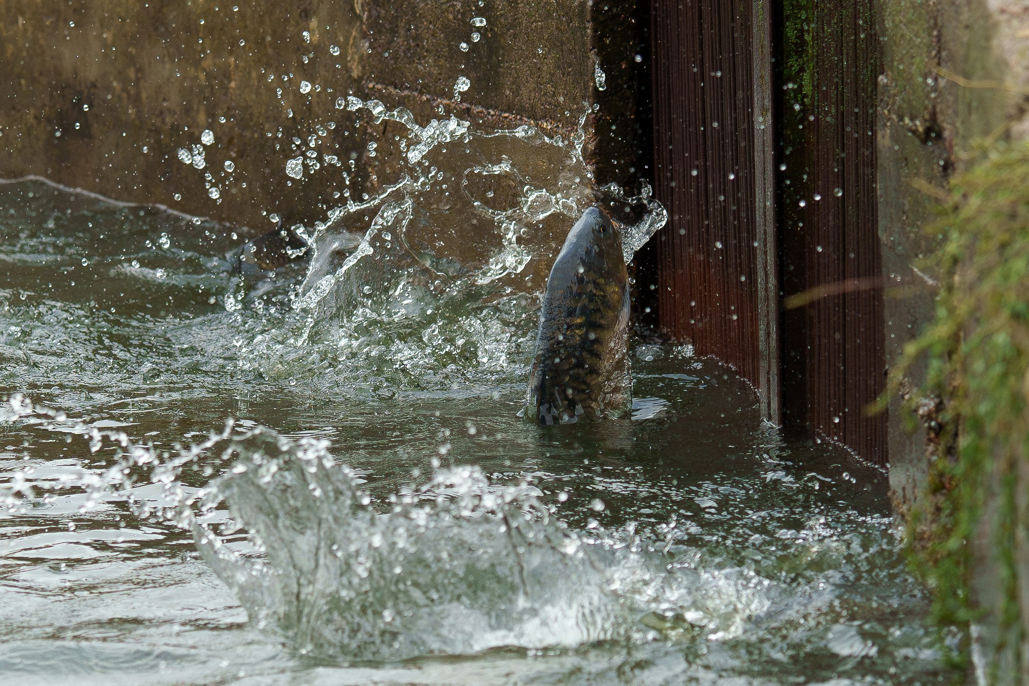 Животные. Ваш личный фотограф Марина Волкова