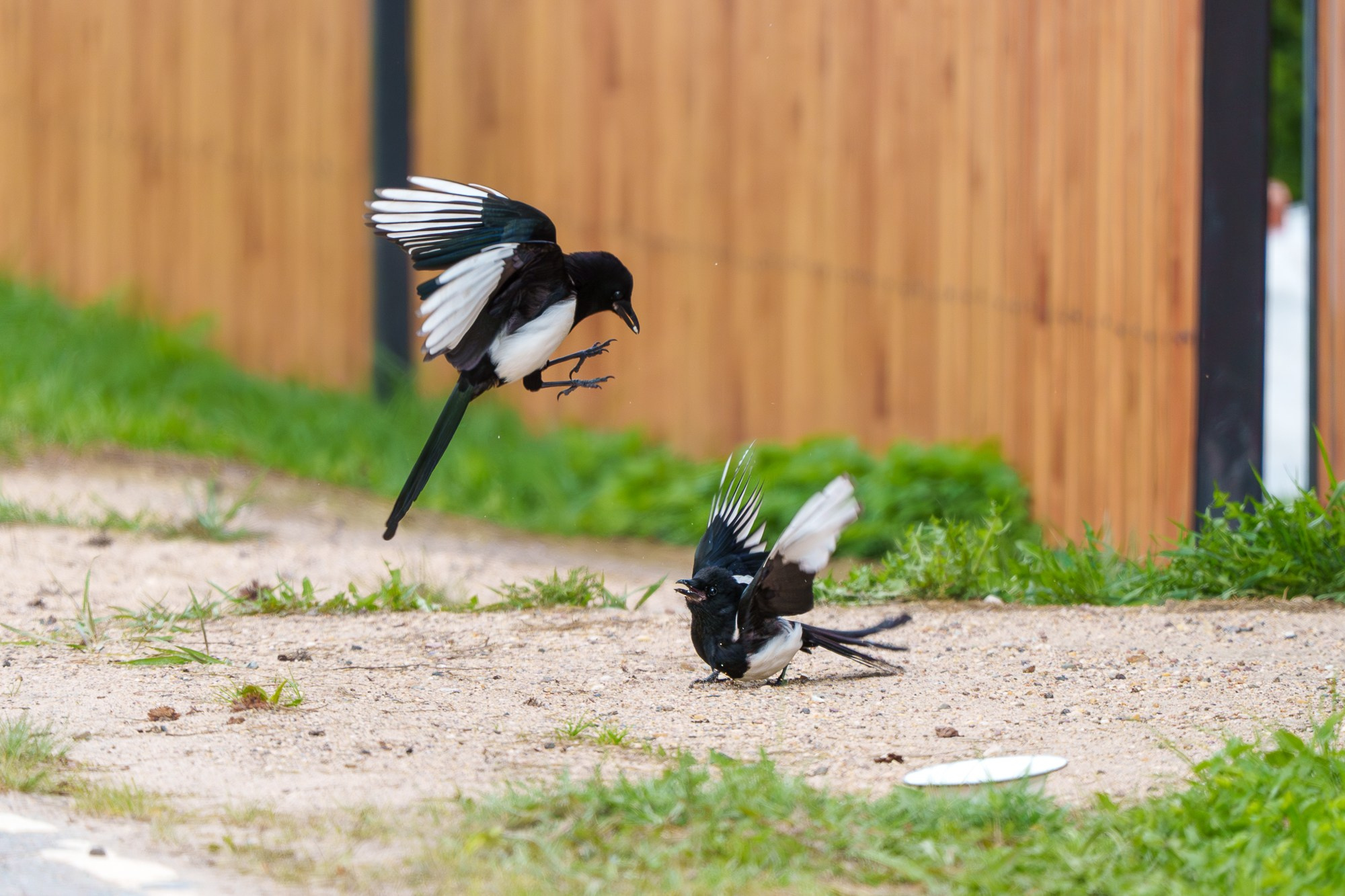 Удивительные мир птиц. Вокруг нас столько прекрасного — присмотритесь!. Ваш личный фотограф Марина Волкова