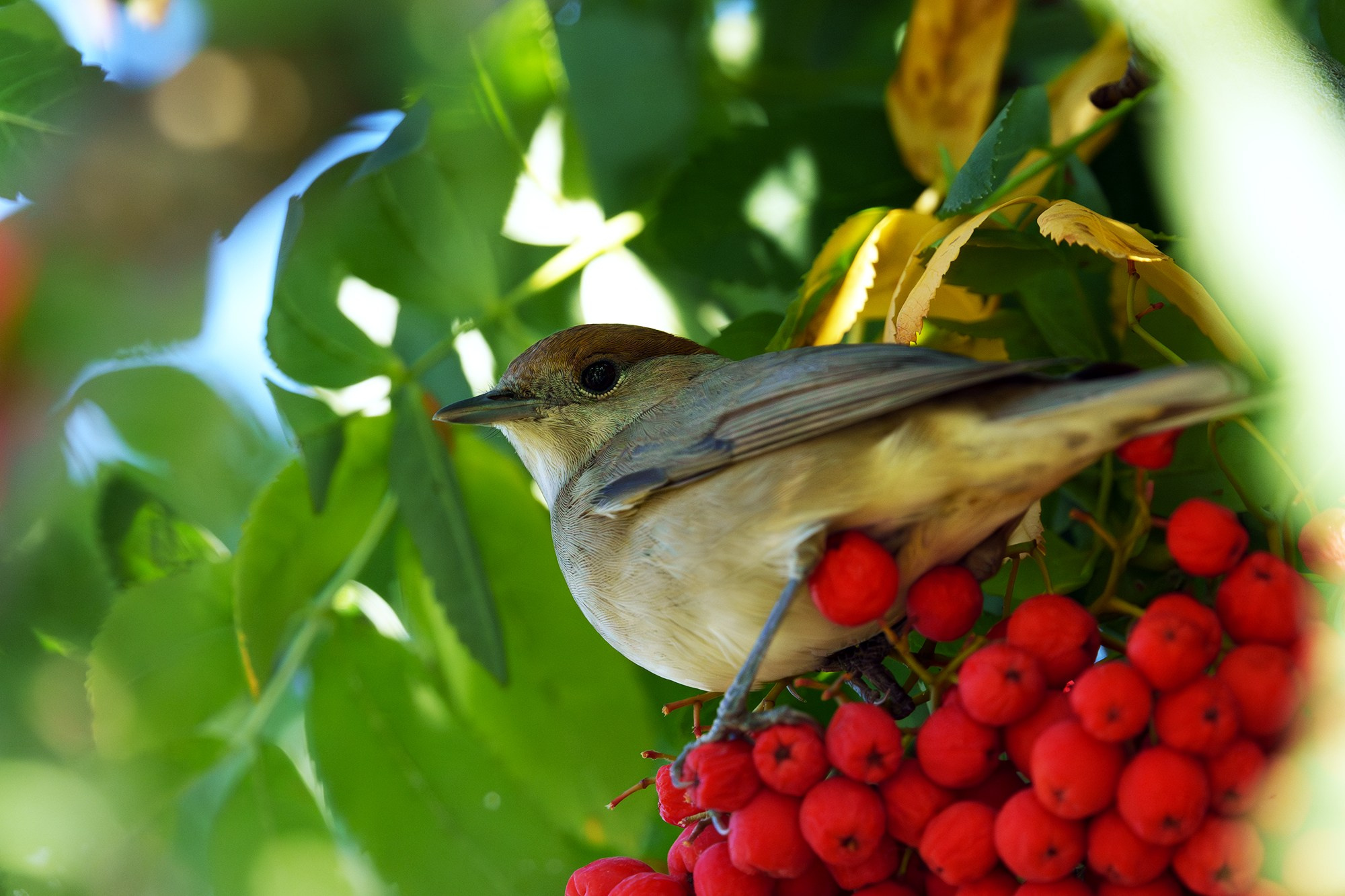 Удивительные мир птиц. Вокруг нас столько прекрасного — присмотритесь!. Ваш личный фотограф Марина Волкова