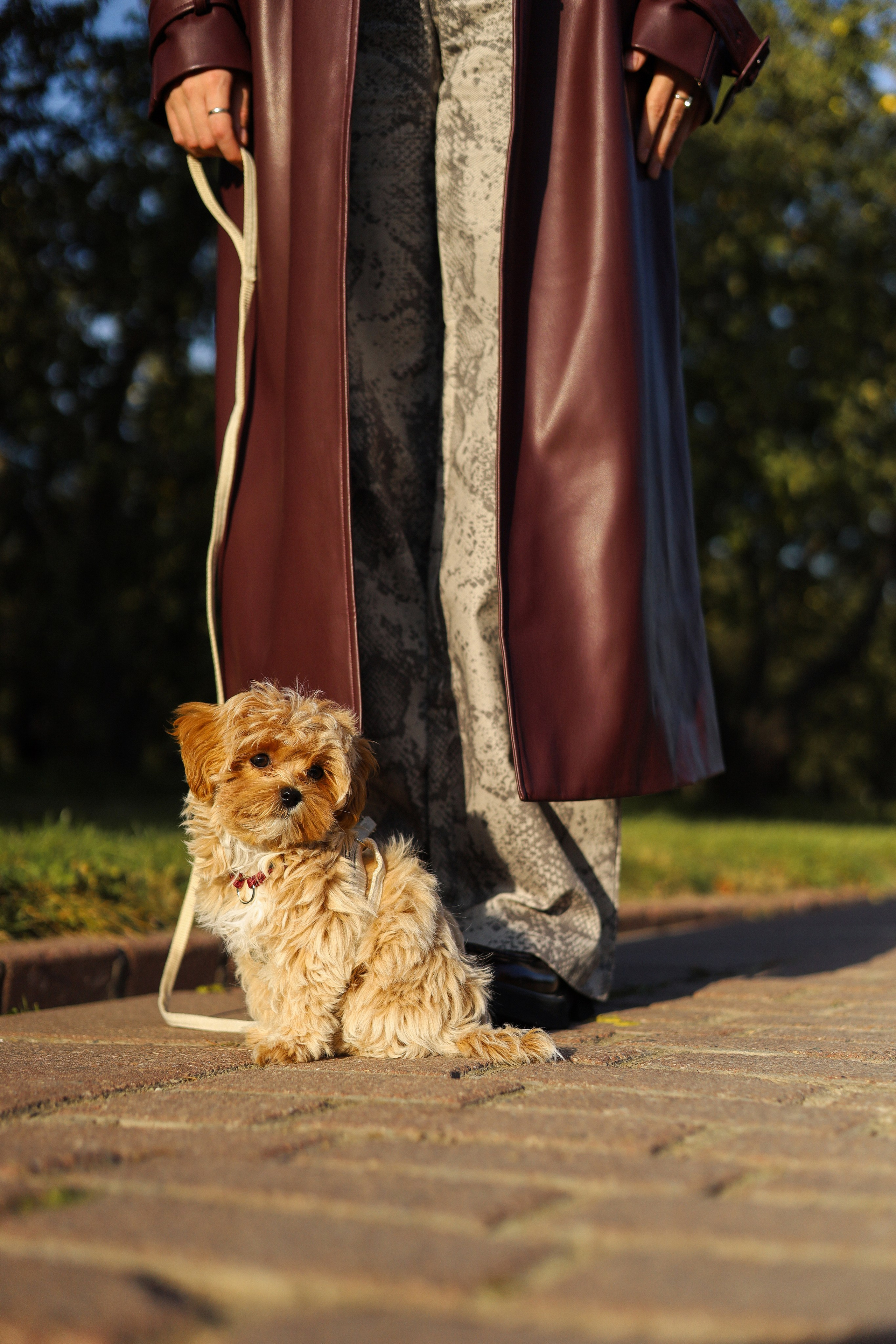 Лили, Роман и Анастасия. Фотограф-анималист Ксения Шевцова|Москва