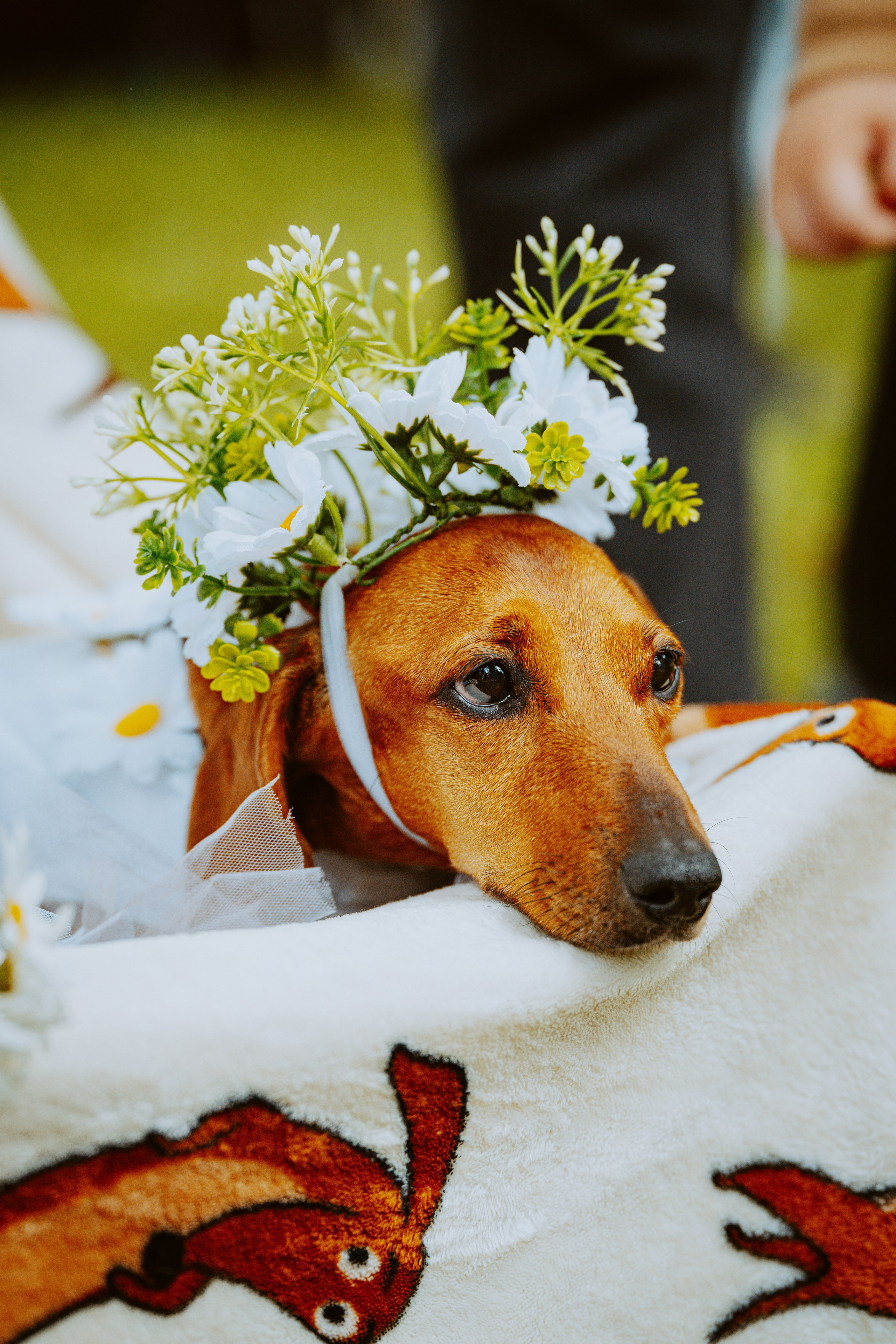 Такспарад. Фотограф анималист в Спб недорого Олеся Майорова