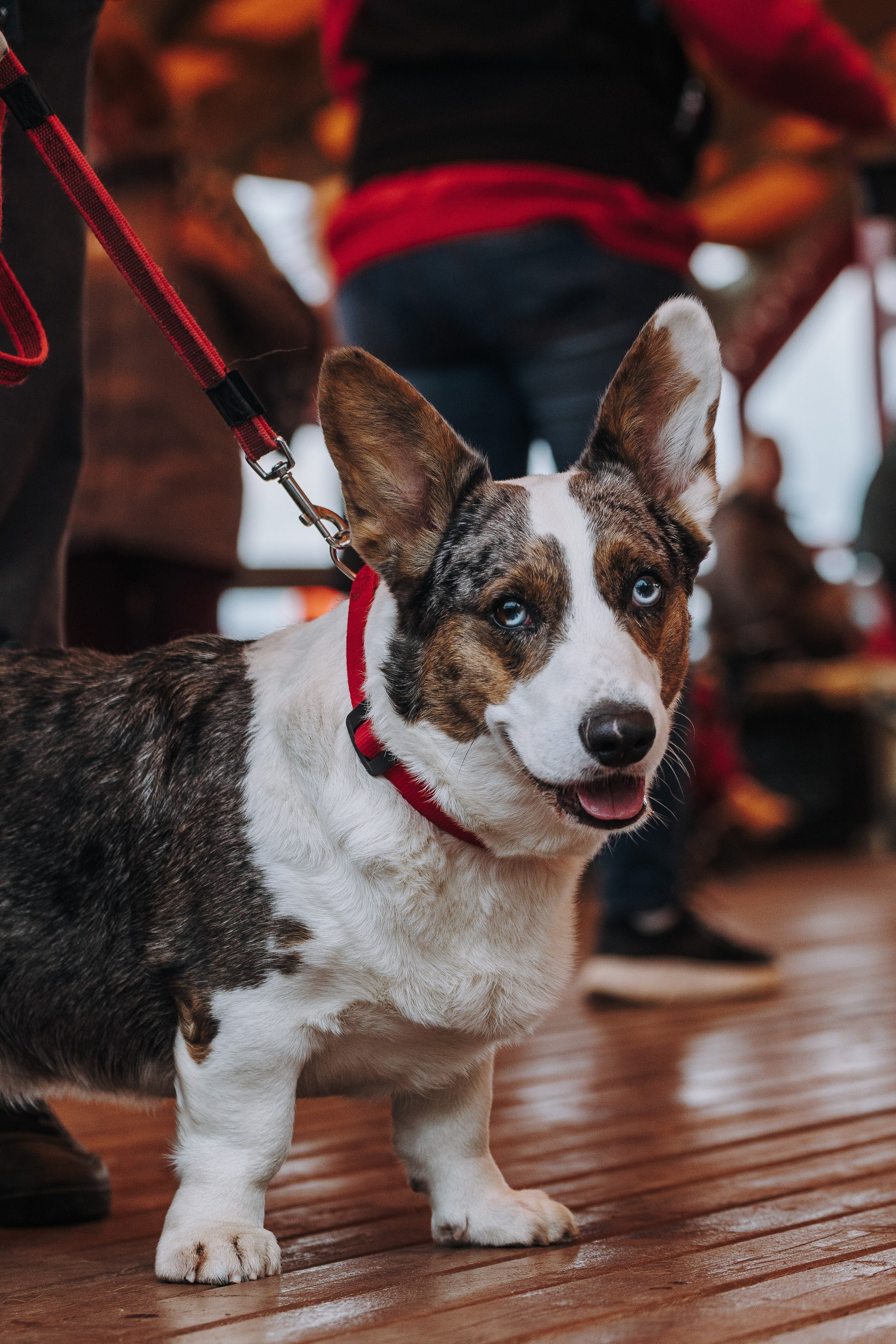 Соревнования по ноузворку в Лосево. Фотограф анималист в Спб недорого Олеся Майорова