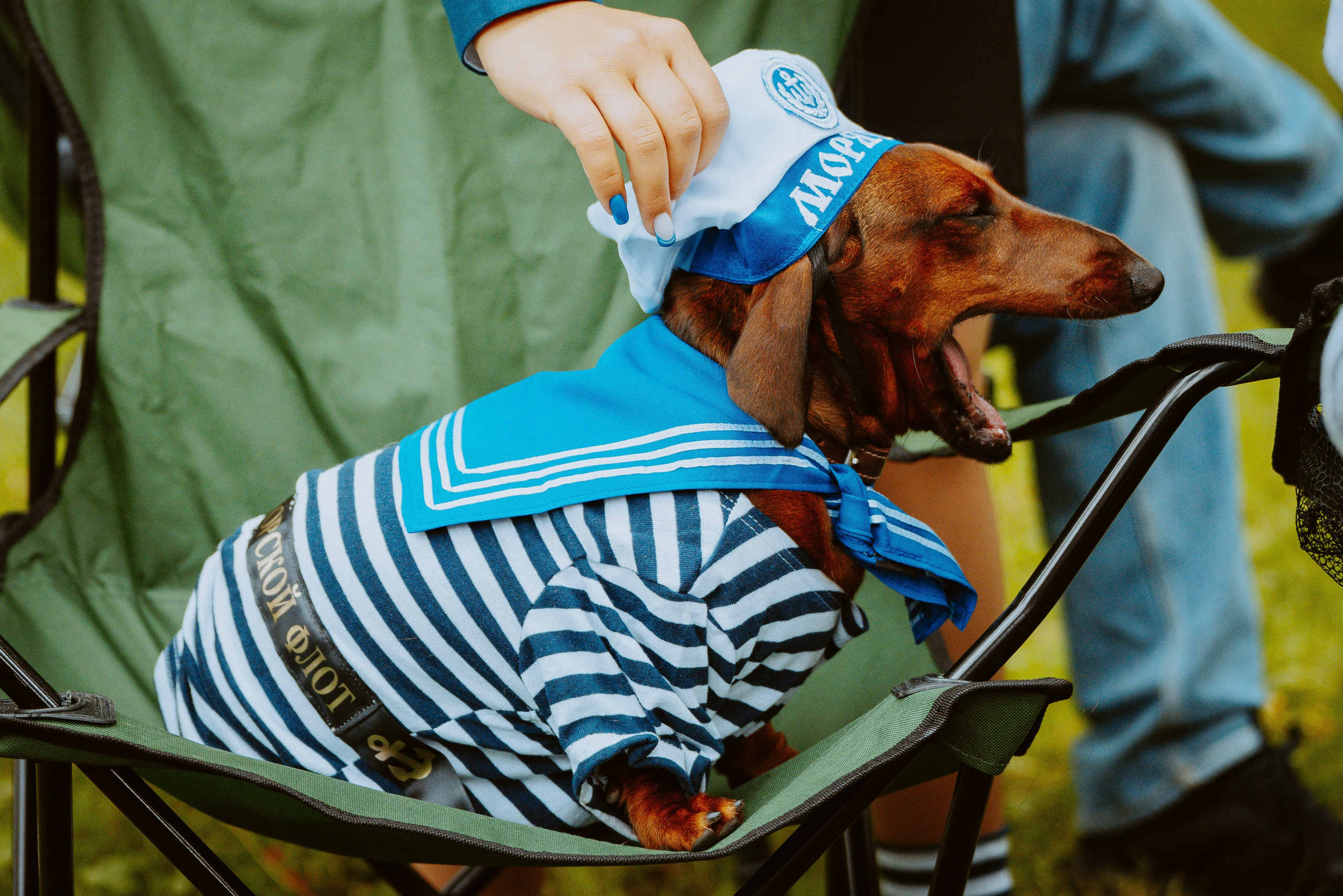 Такспарад. Фотограф анималист в Спб недорого Олеся Майорова