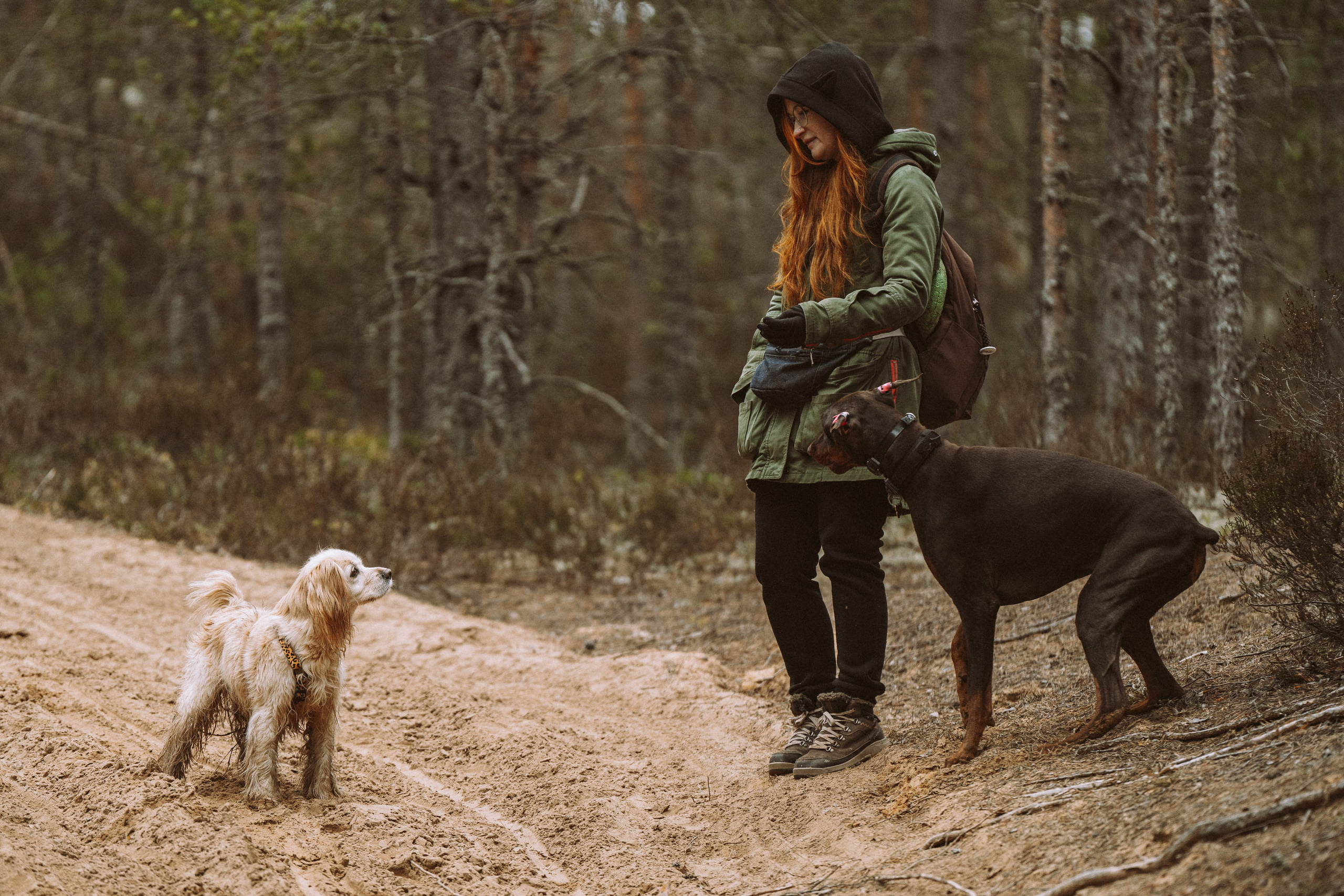 Дог трекинг к финскому хутору. Фотограф анималист в Спб недорого Олеся Майорова