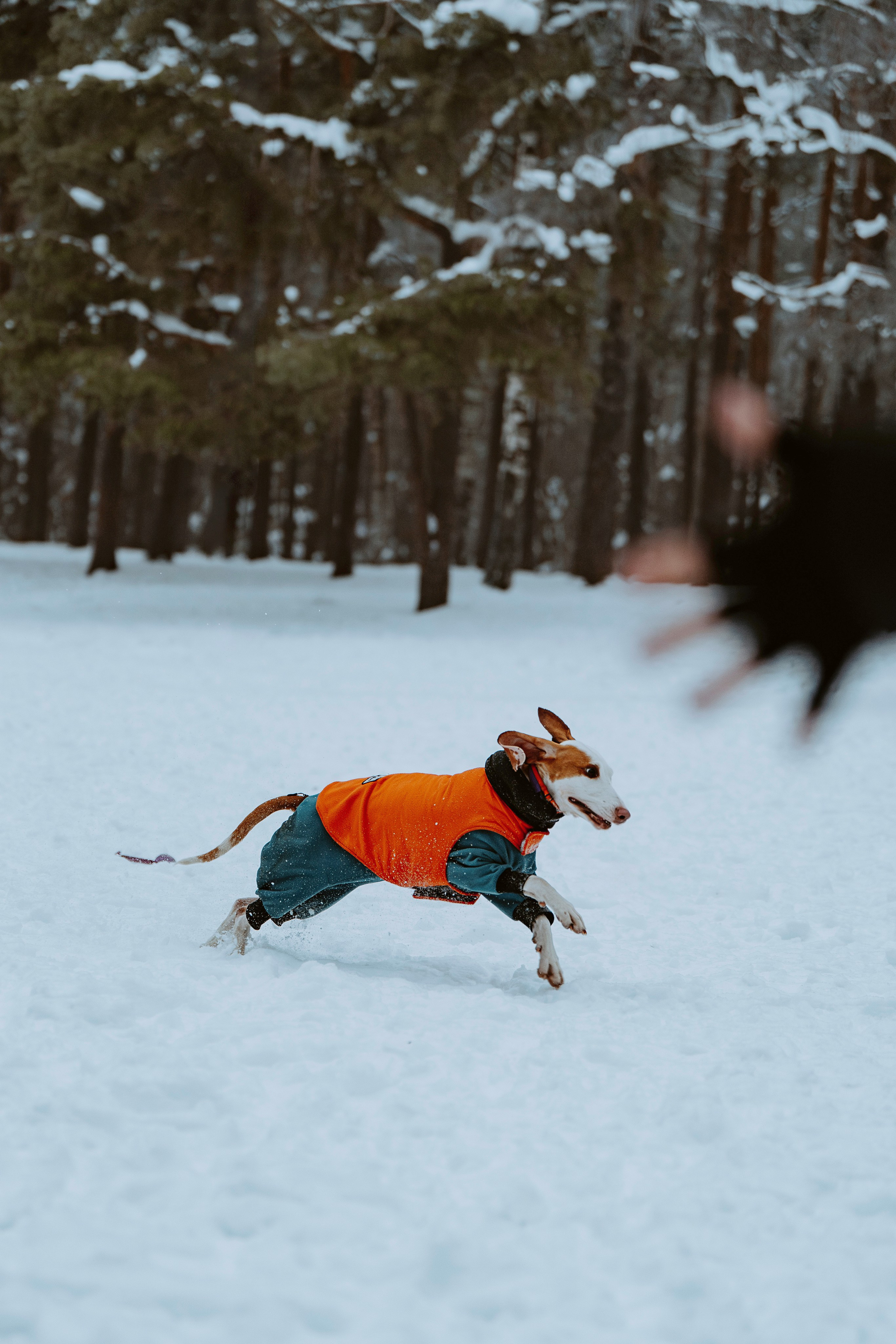 Ольга, Рора и Румпель. Фотограф анималист в Спб недорого Олеся Майорова