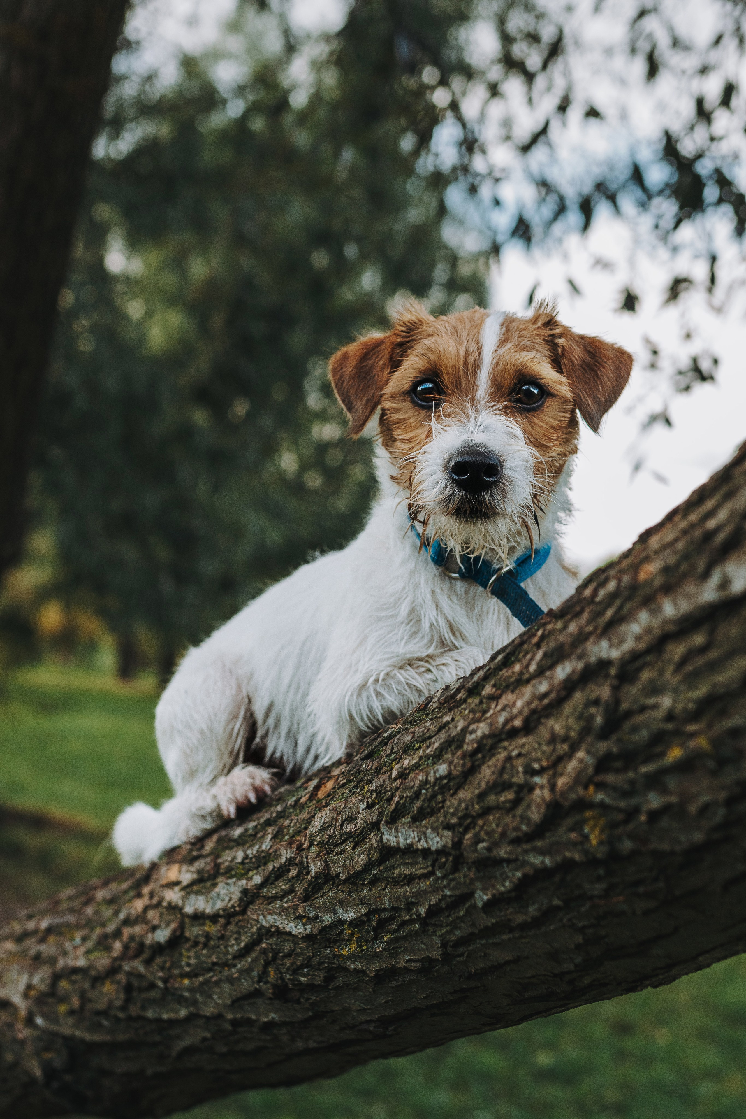 Фотосессия с маленькой собакой Спб. Фотограф анималист в Спб недорого Олеся Майорова