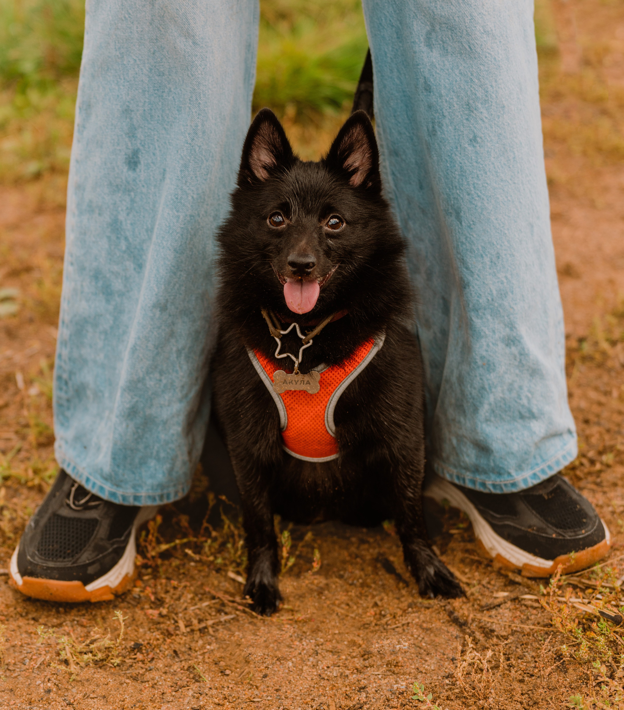 Евгения и Акула. Фотограф анималист в Спб недорого Олеся Майорова