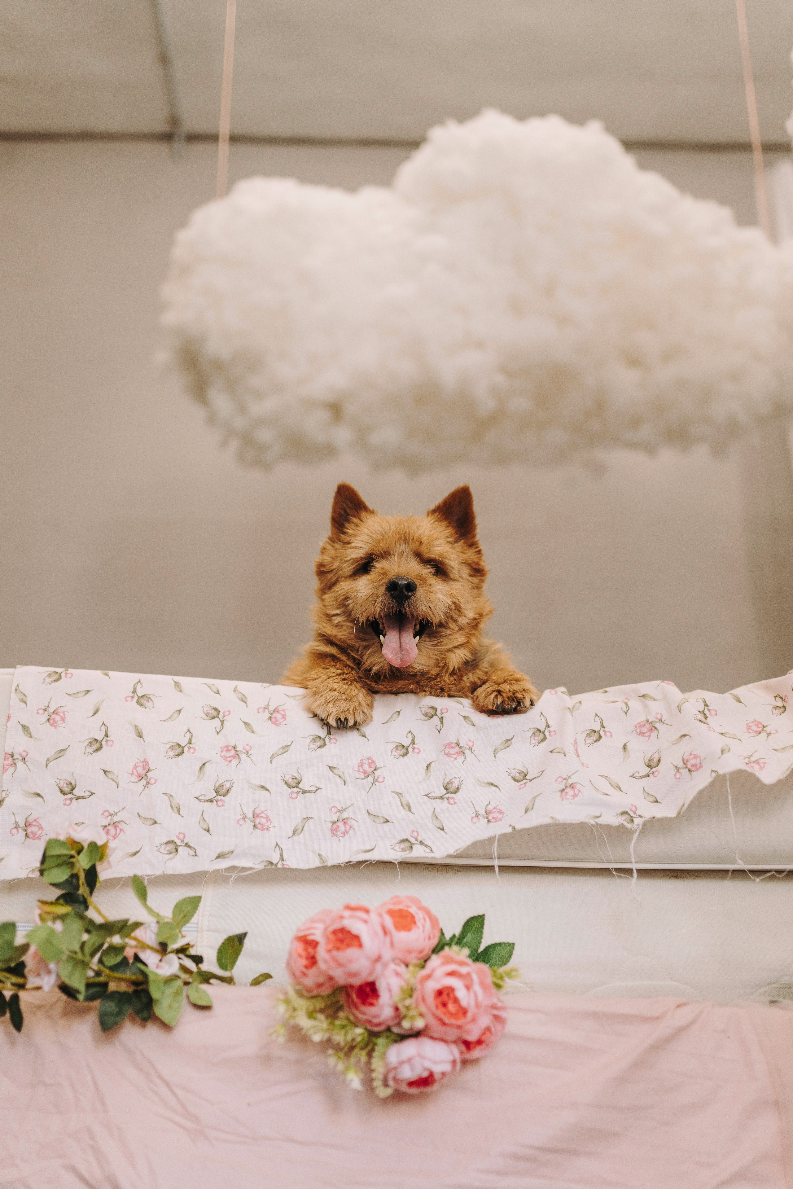 Маша и Рамси. Фотограф анималист в Спб недорого Олеся Майорова