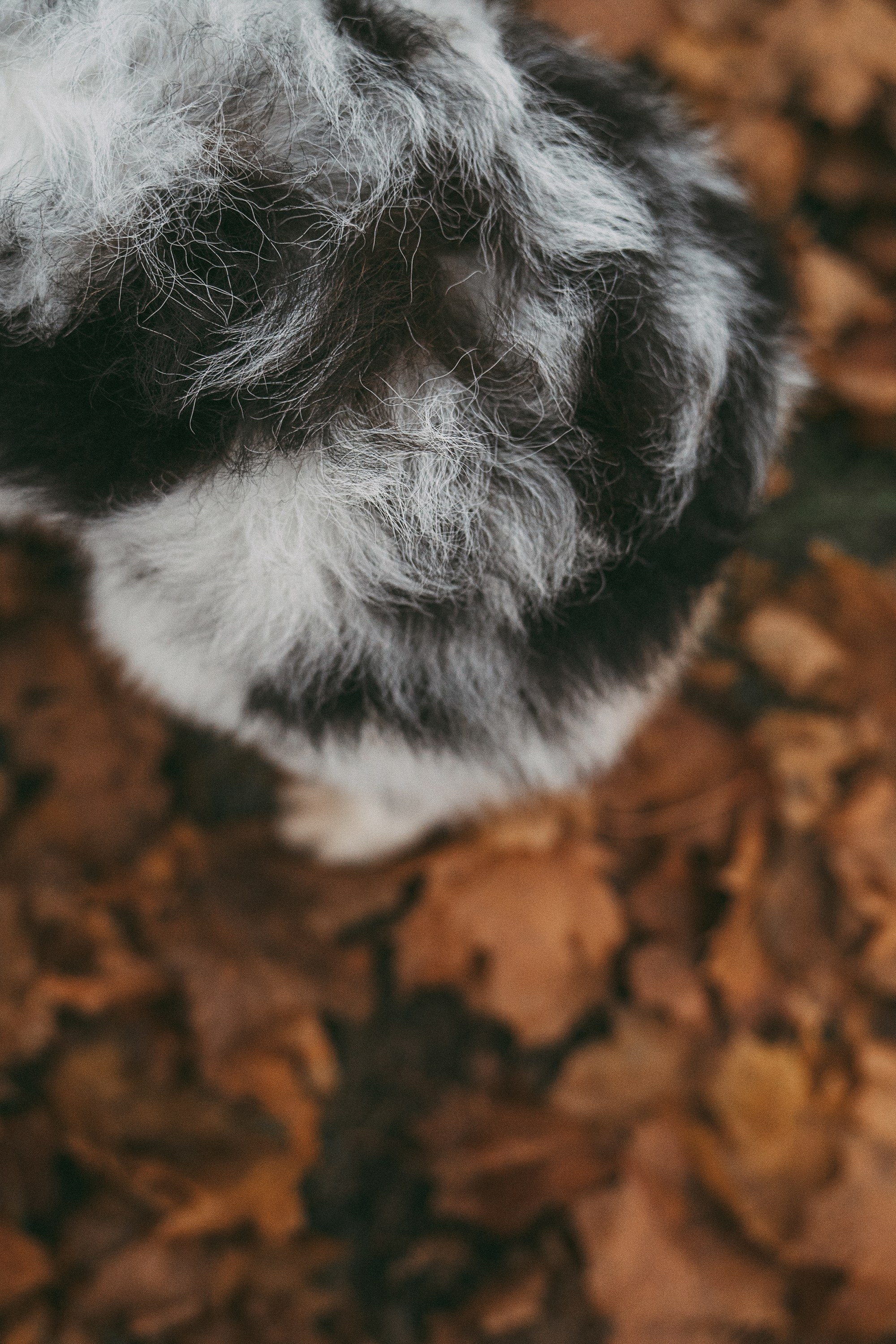Лиза и Бублик. Фотограф анималист в Москве и Санкт-Петербурге Свиридова Анна