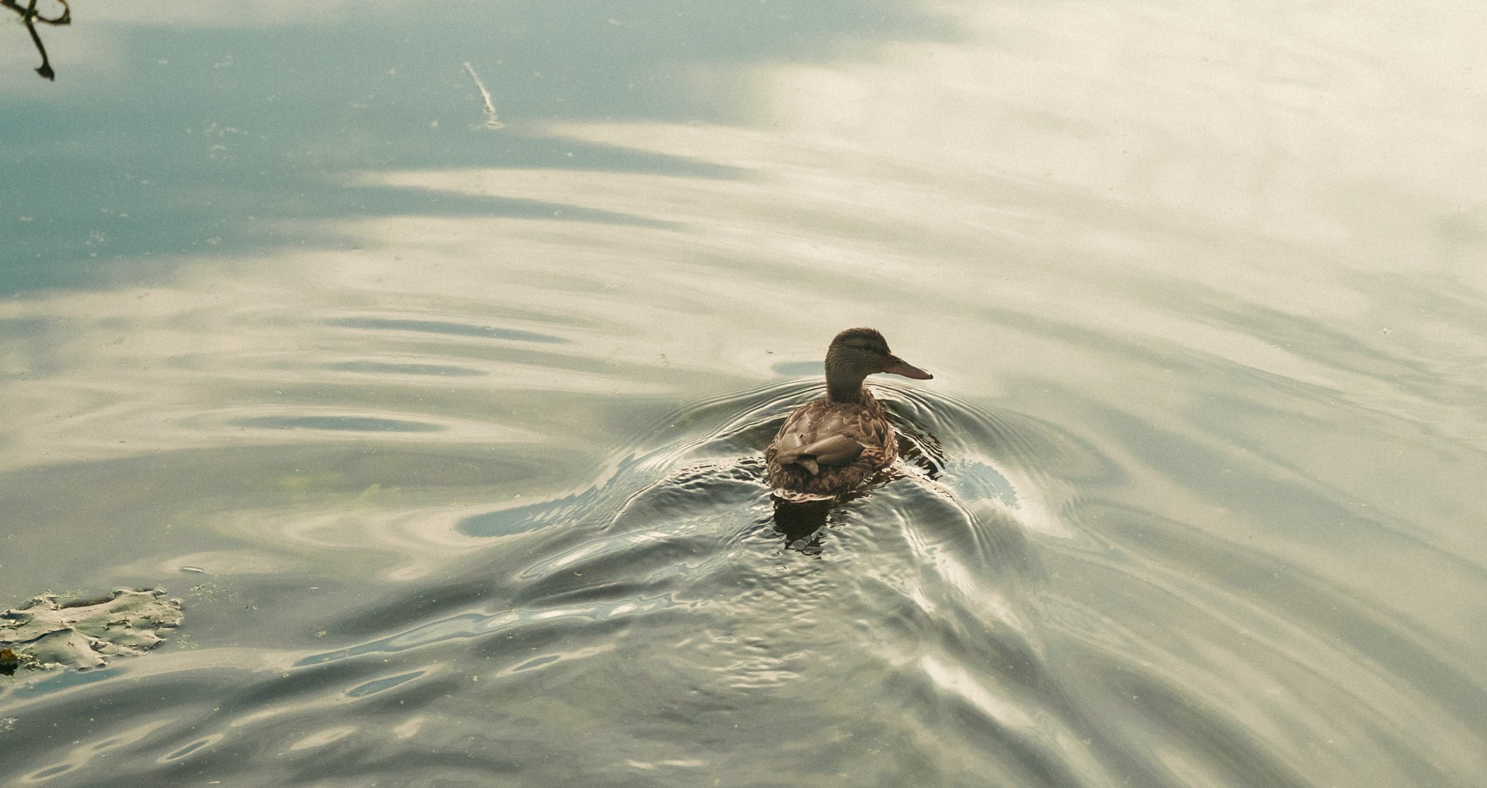 Анастасия и Бенц. Фотограф анималист в Москве и Санкт-Петербурге Свиридова Анна