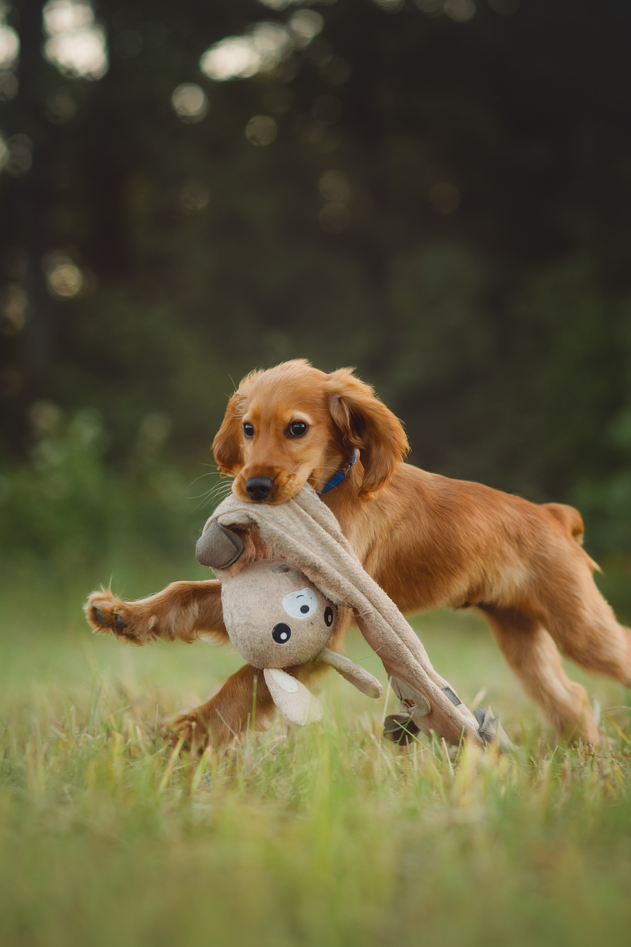 Наташа, Агата, Назар и Август — 17.07.2025. Фотограф — Анималист | Анна Абрамова