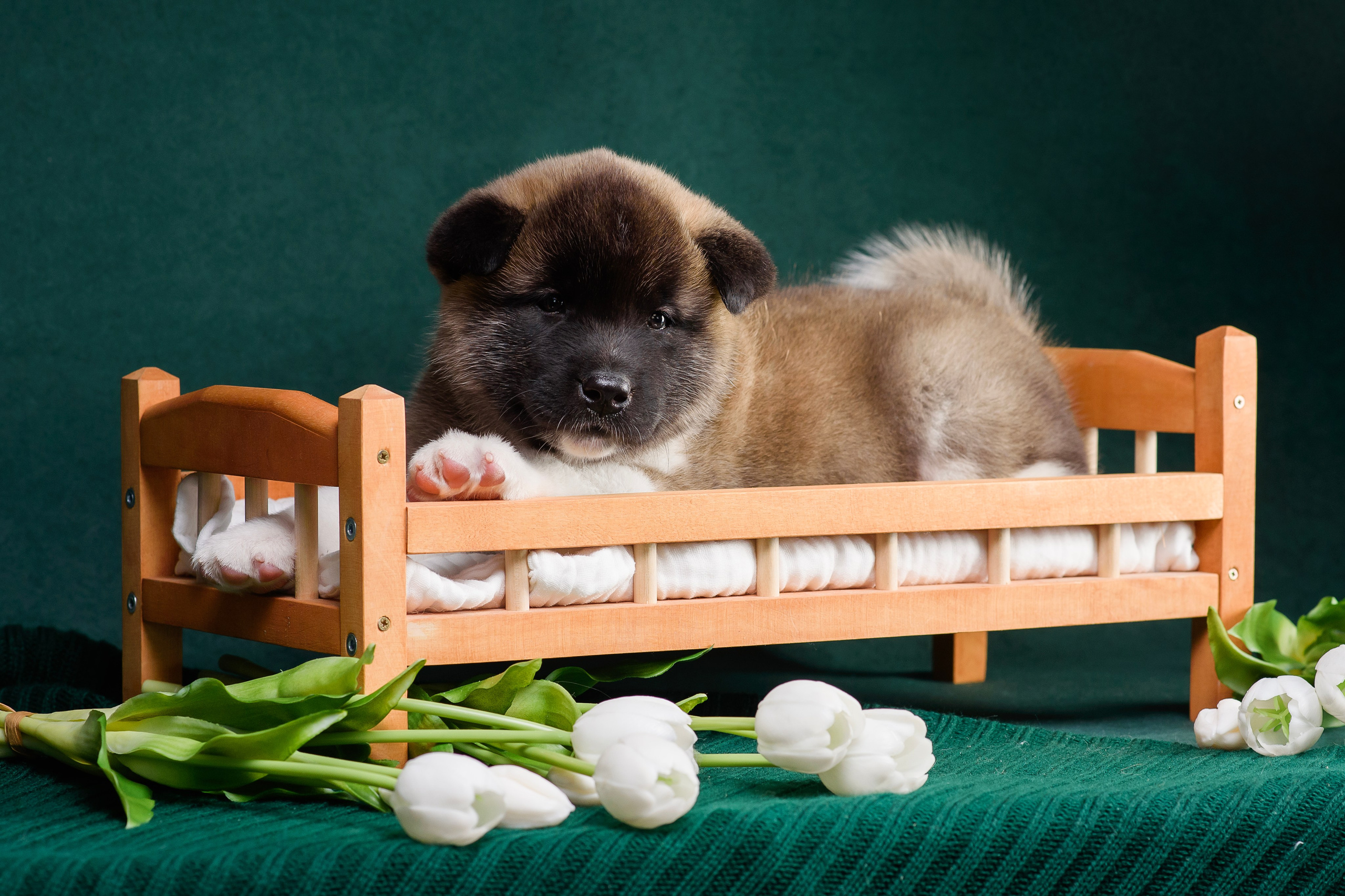 Щенки Американской Акиты. Фотограф — Анималист | Анна Абрамова