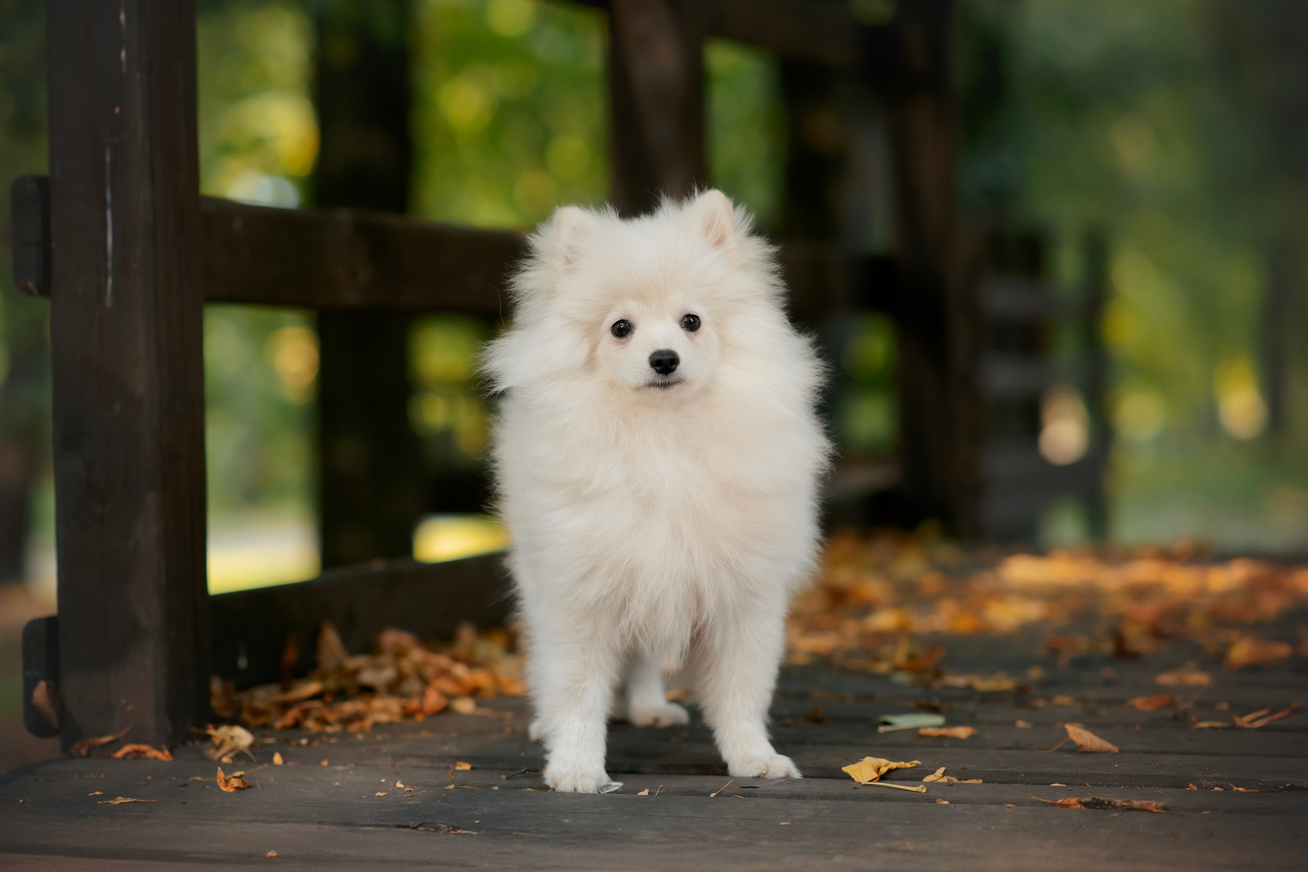 Малый немецкий шпиц — 18.09.2025. Фотограф — Анималист | Анна Абрамова