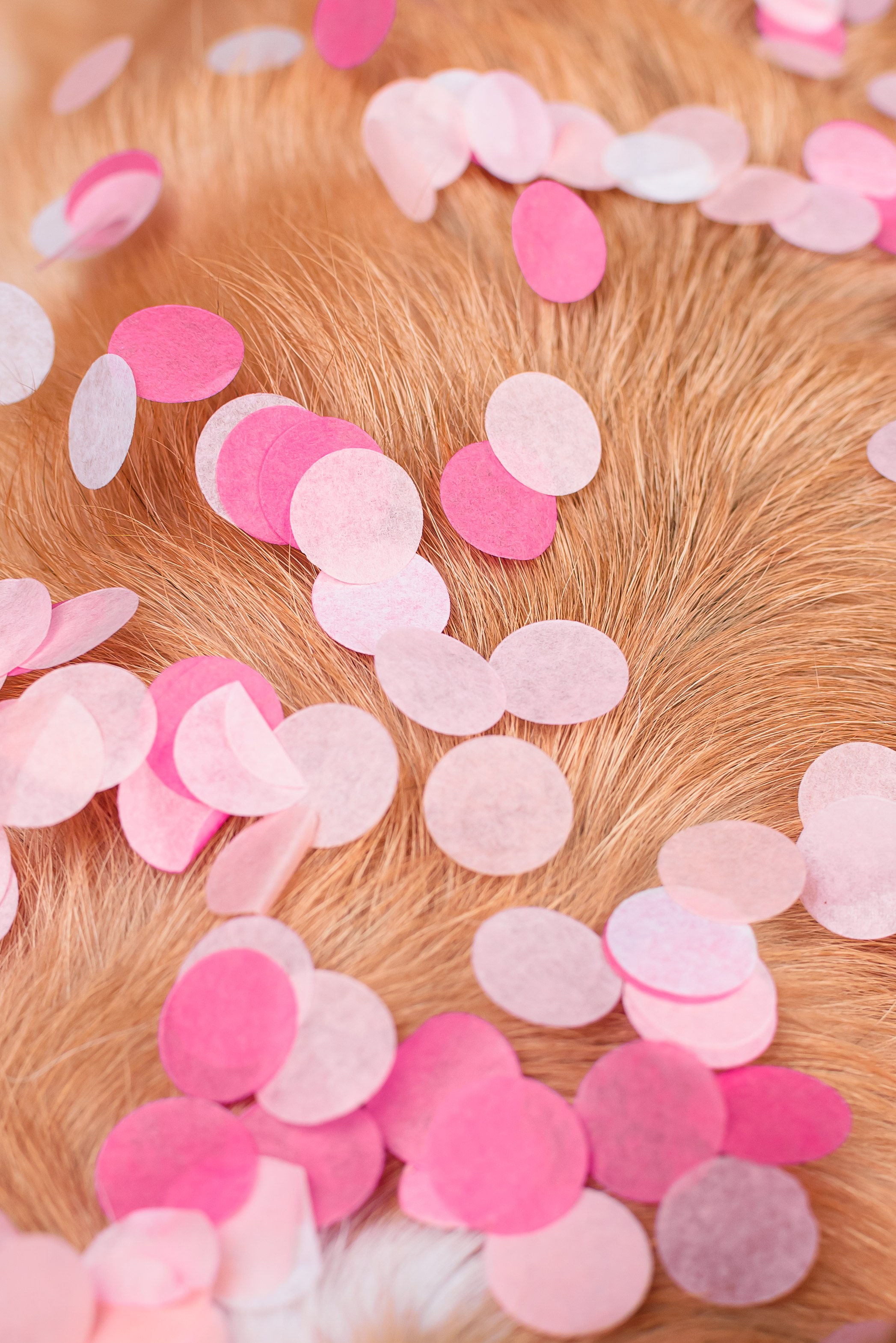 Лея ДР — 25.05.2024. Фотограф — Анималист | Анна Абрамова