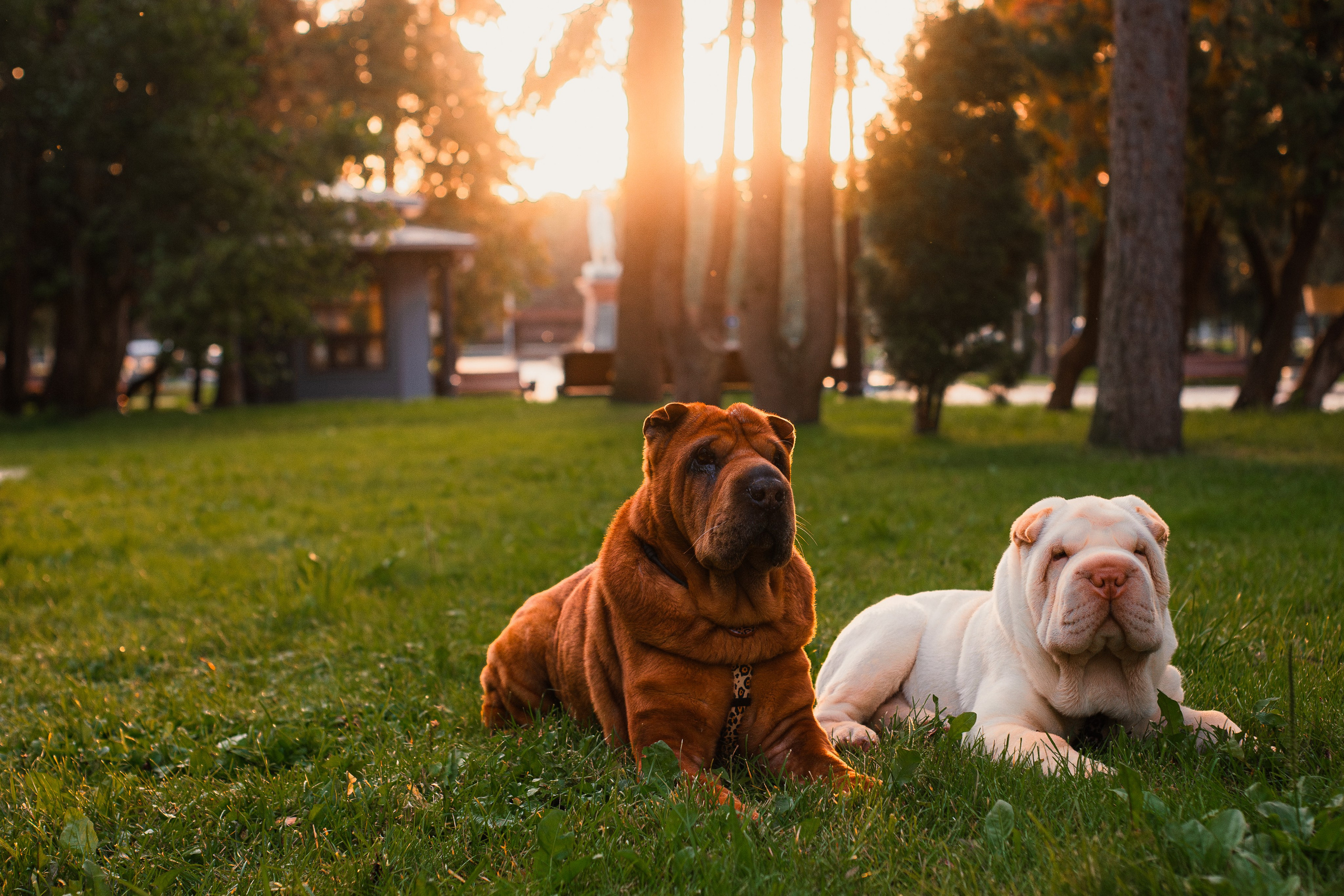 Алёна, Лагерта и Зефир. Фотограф-анималист Мария Баркевич | Москва