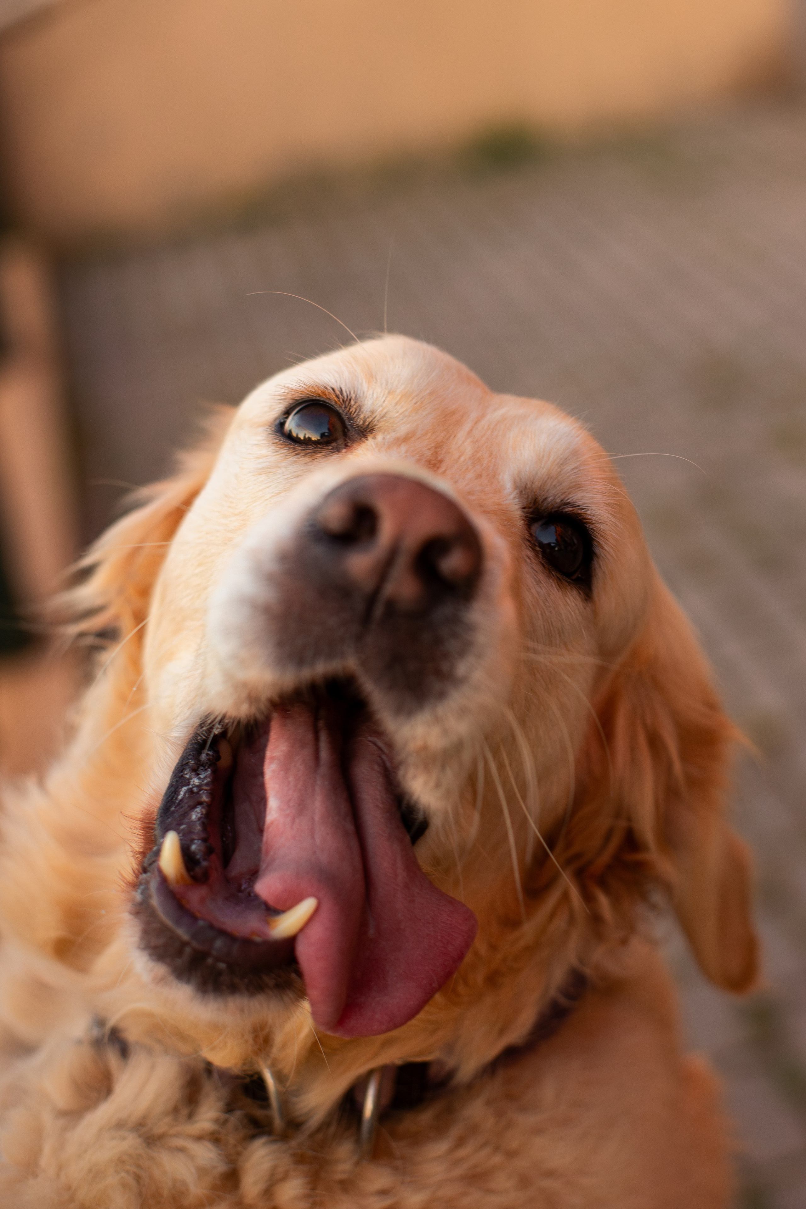 Юля и Мэй. Фотограф-анималист Мария Баркевич | Москва