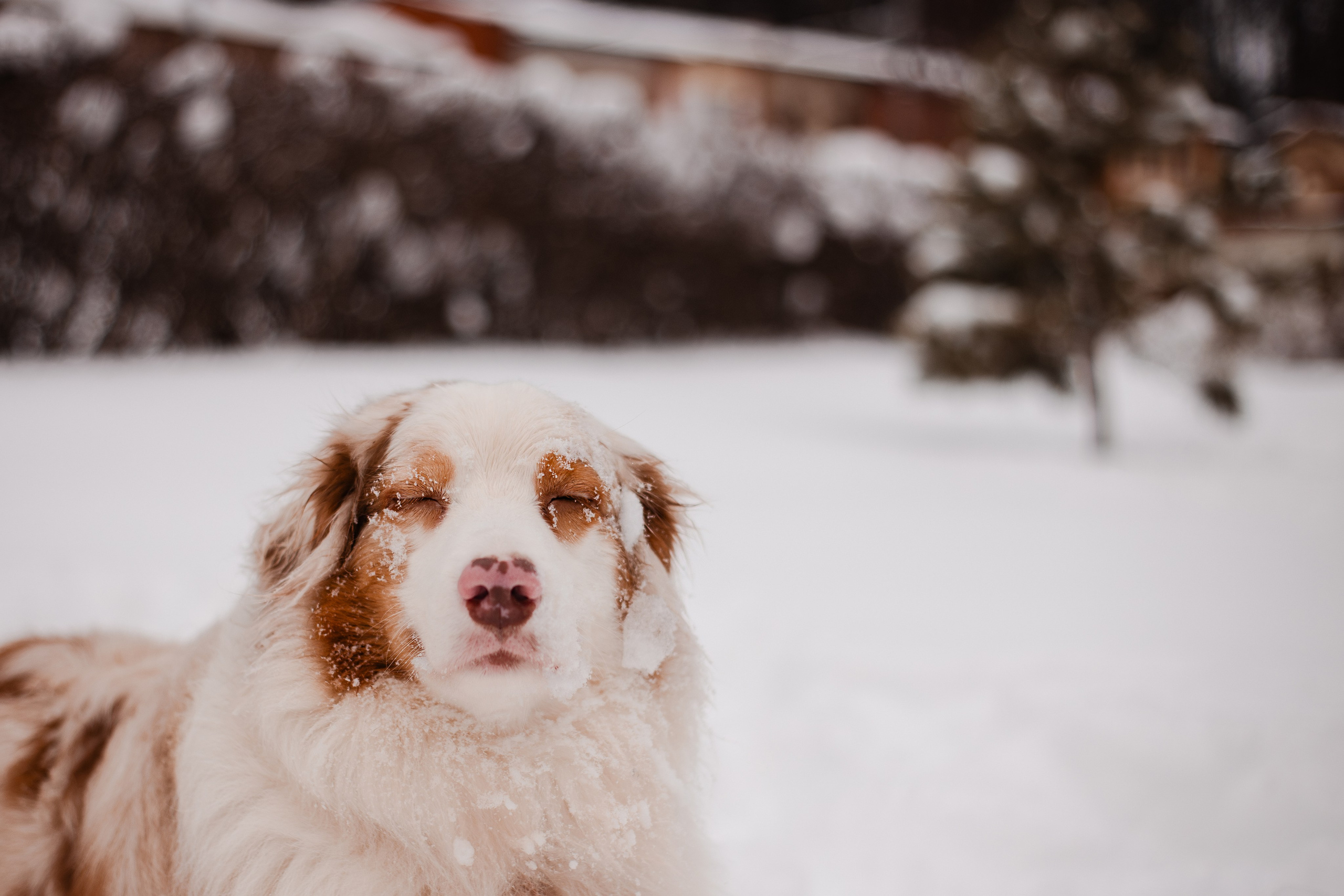 Юля и Ума. Фотограф-анималист Мария Баркевич | Москва