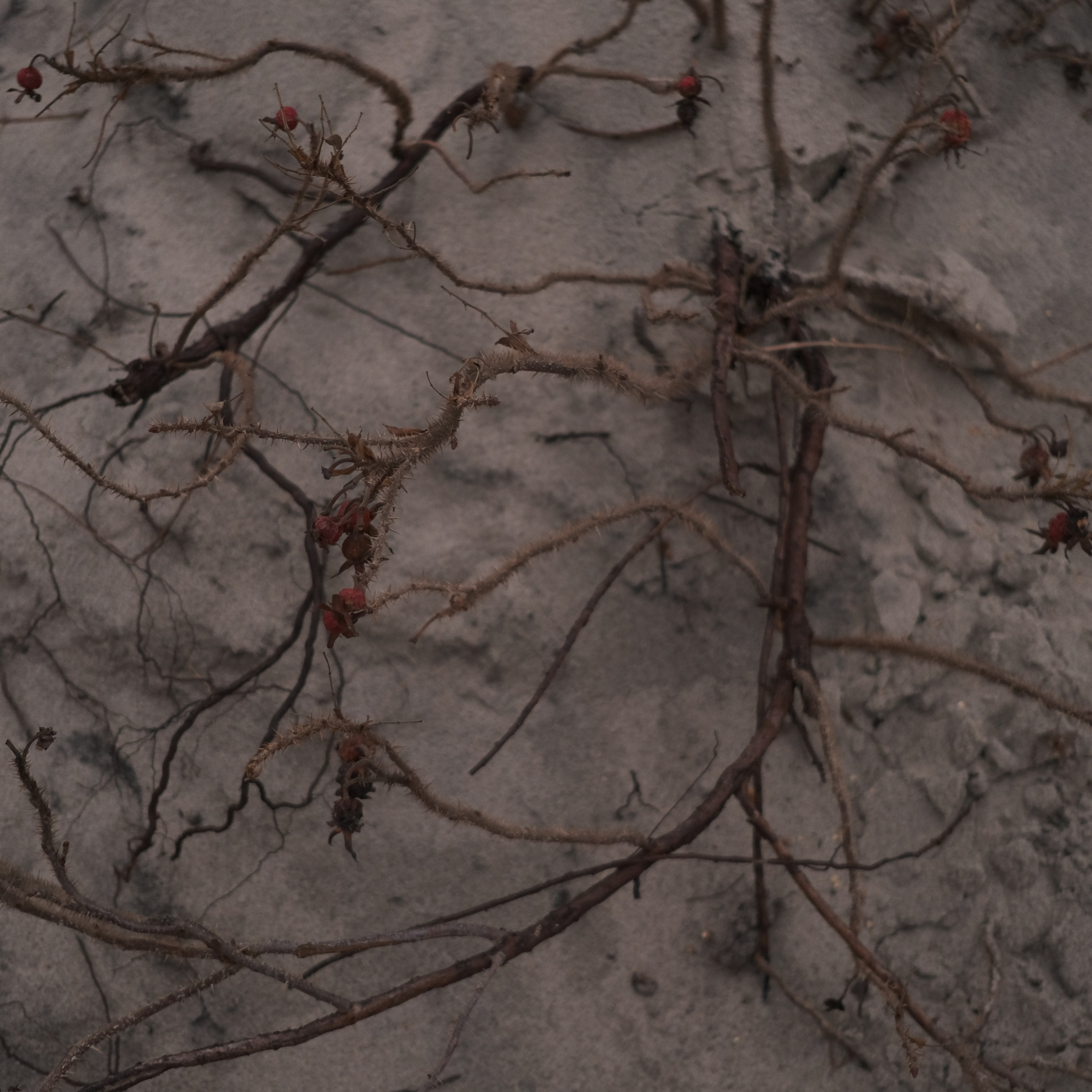 Калининград. LIYALEE PHOTO