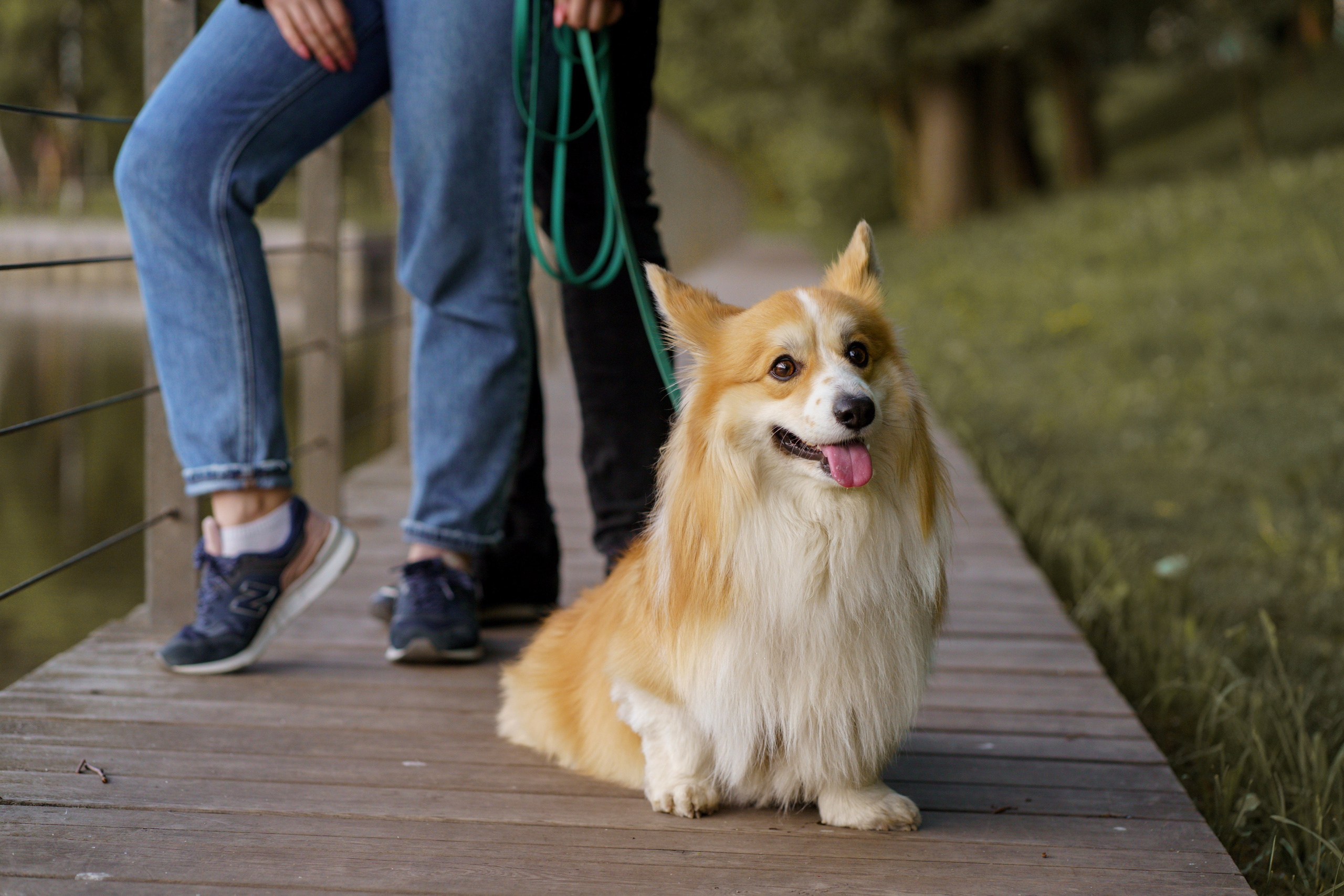 Катя, Арсений и Пух. Свадебный фотограф в Москве Анна Полушина
