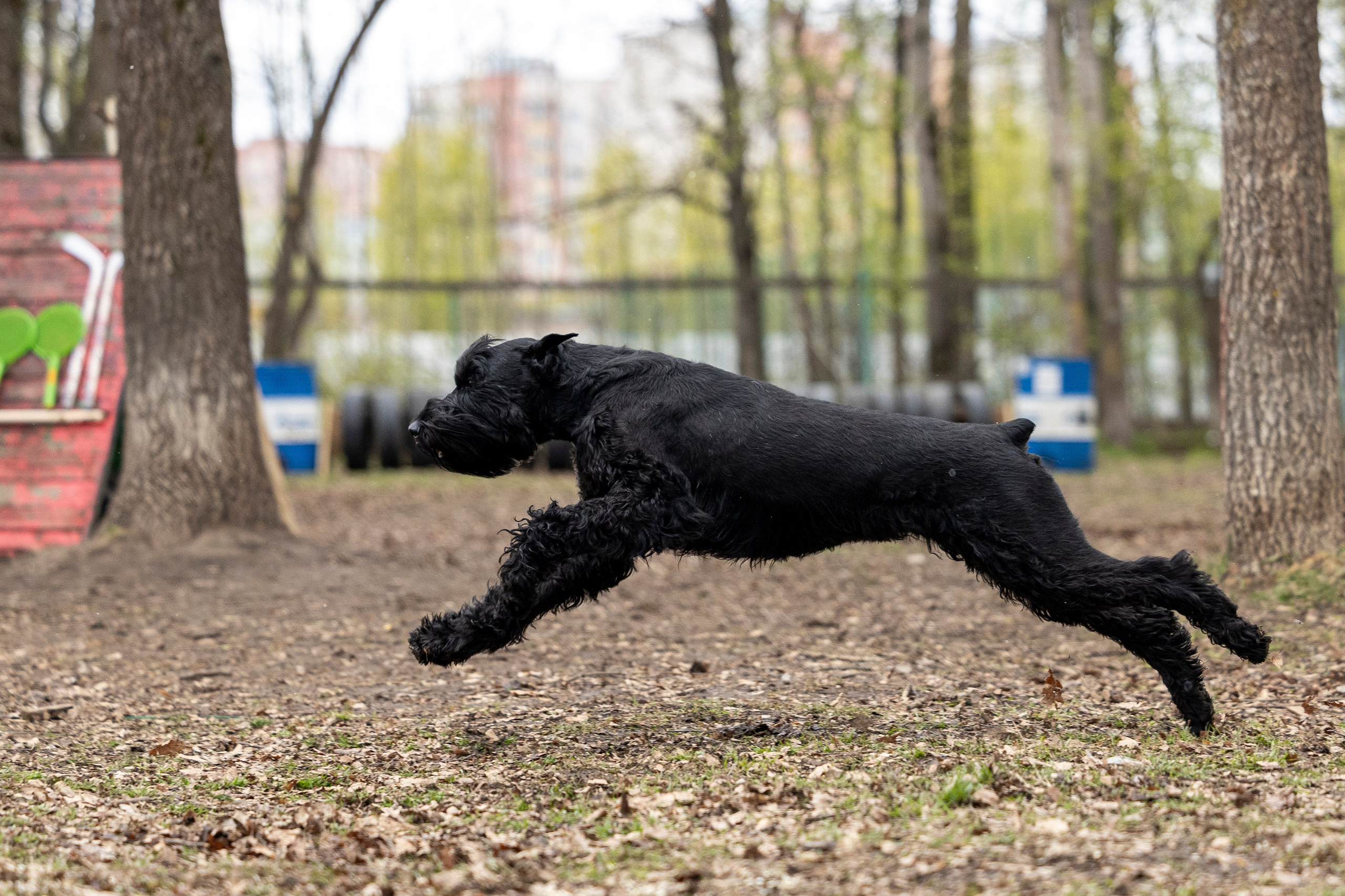 Квалификационные состязания по мондьорингу г. Вологда 11.05.24. Фотограф-анималист Анна Маринич