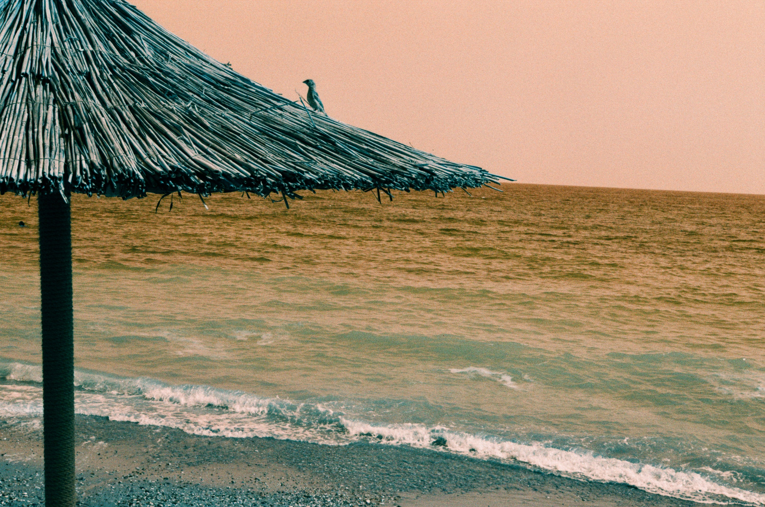 Пленка. Фотограф Елена Лаврова