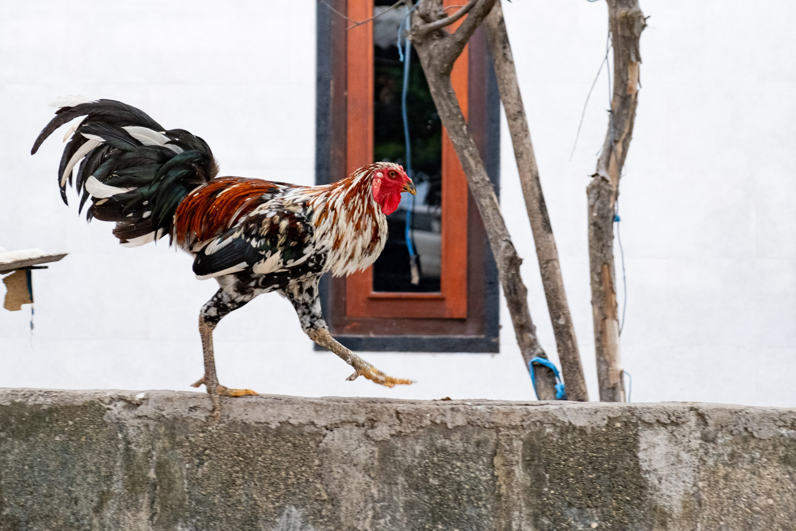 Остров Нуса Пенида. Фотографии из путешествий