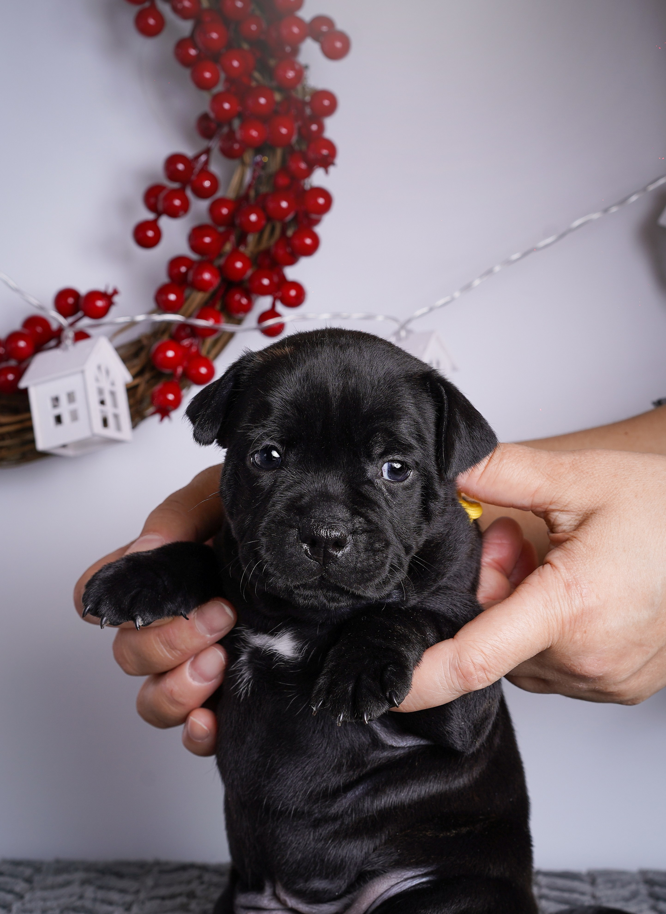 Щенки стаффи. Фотограф-анималист в Санкт-Петербурге Яна Мартынова