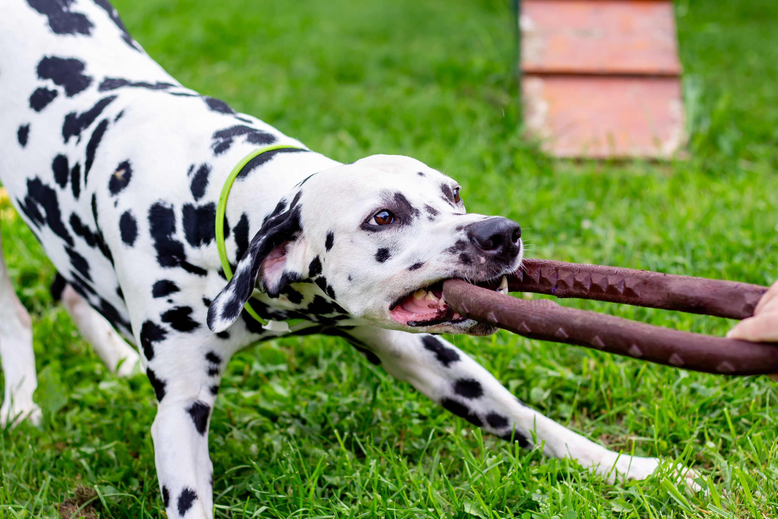 Собачья жизнь — Зоогостиница «Счастливые мечтатели». Фотограф • Орехово-Зуево • Балашиха • TEFO