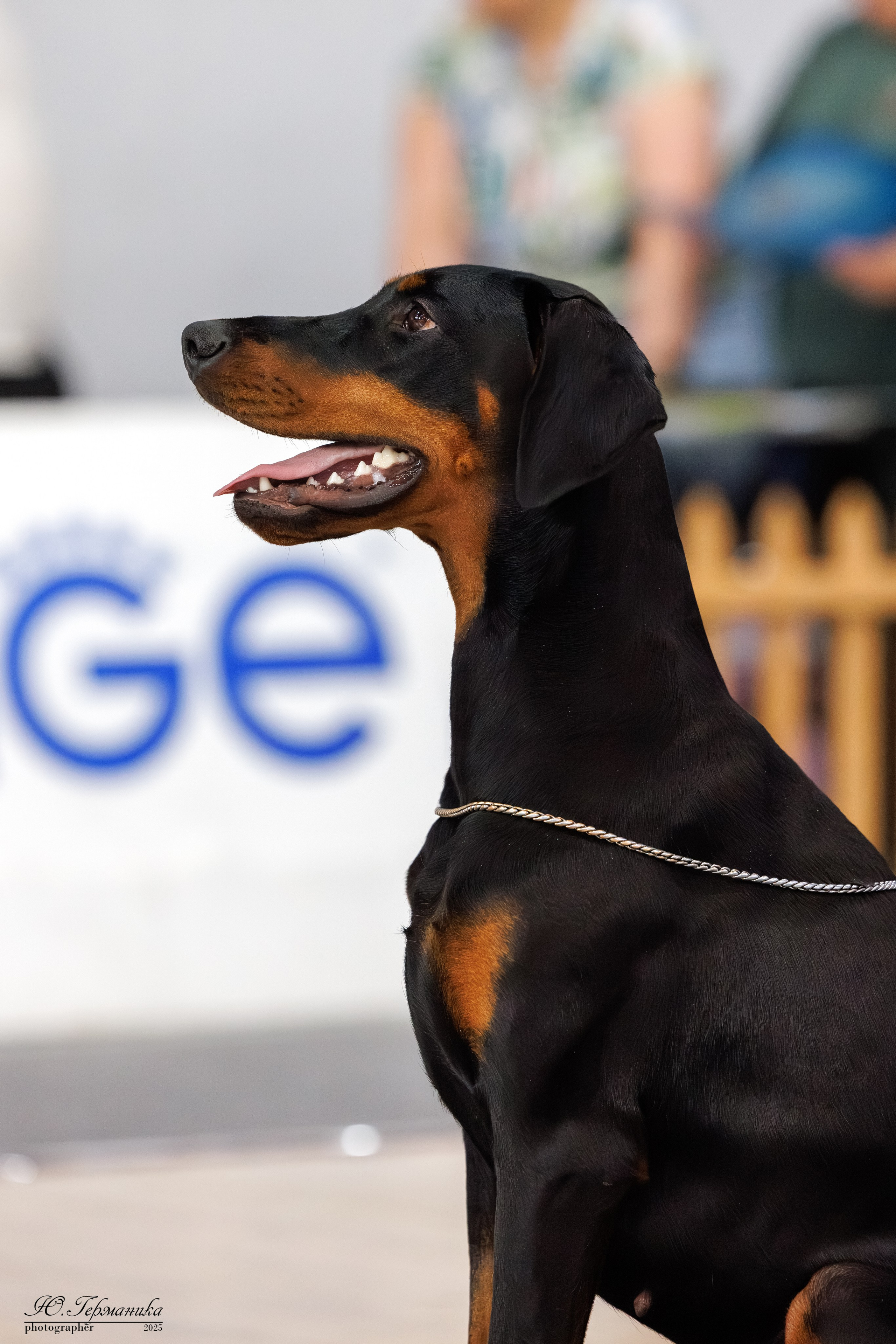 Ереван 2х CACIB 29-30.04.2025. Фотограф-анималист Юлия Германика