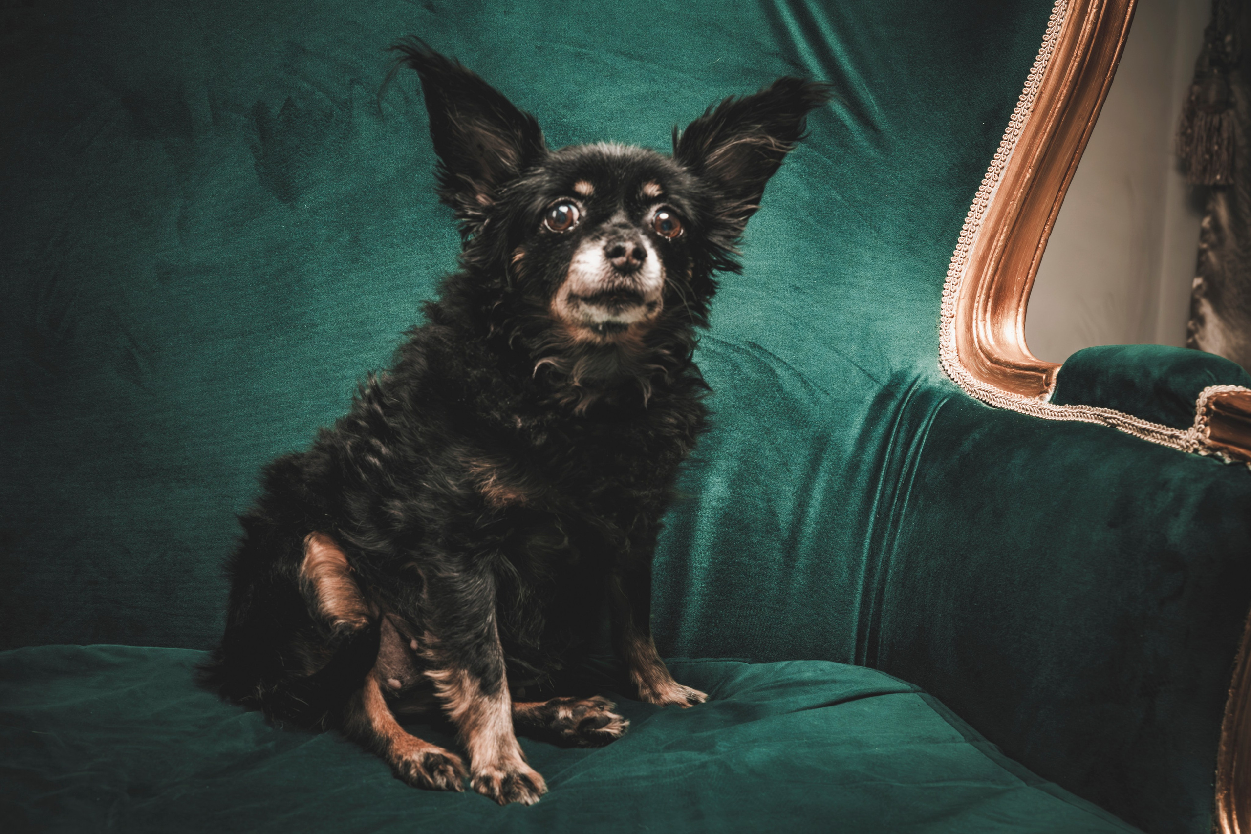 Девушка с собачкой. Фотограф анималист в Санкт-Петербурге Таша Крейв