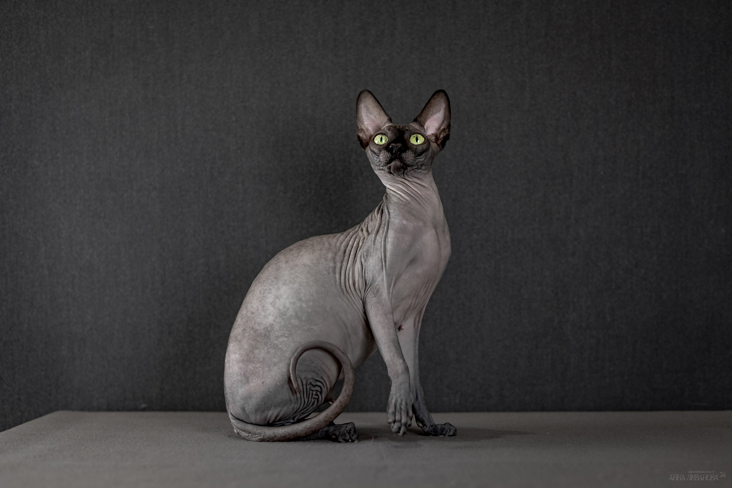 Черная киса сфинкс. Фотограф анималист Аня Ливанова | Рыбинск