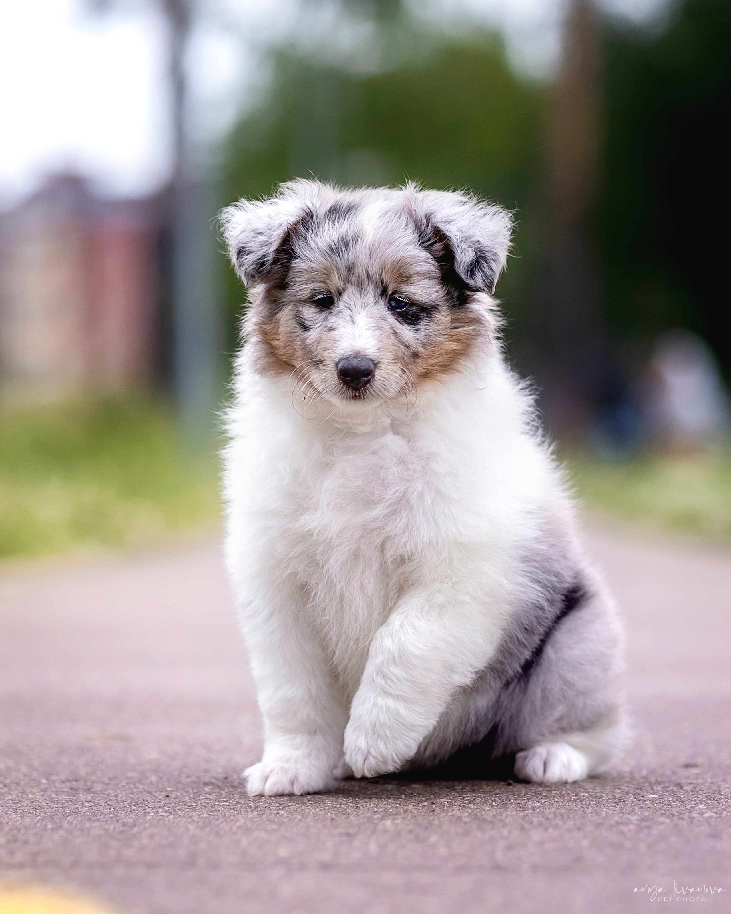 Шелти. Фотограф анималист Аня Ливанова | Рыбинск
