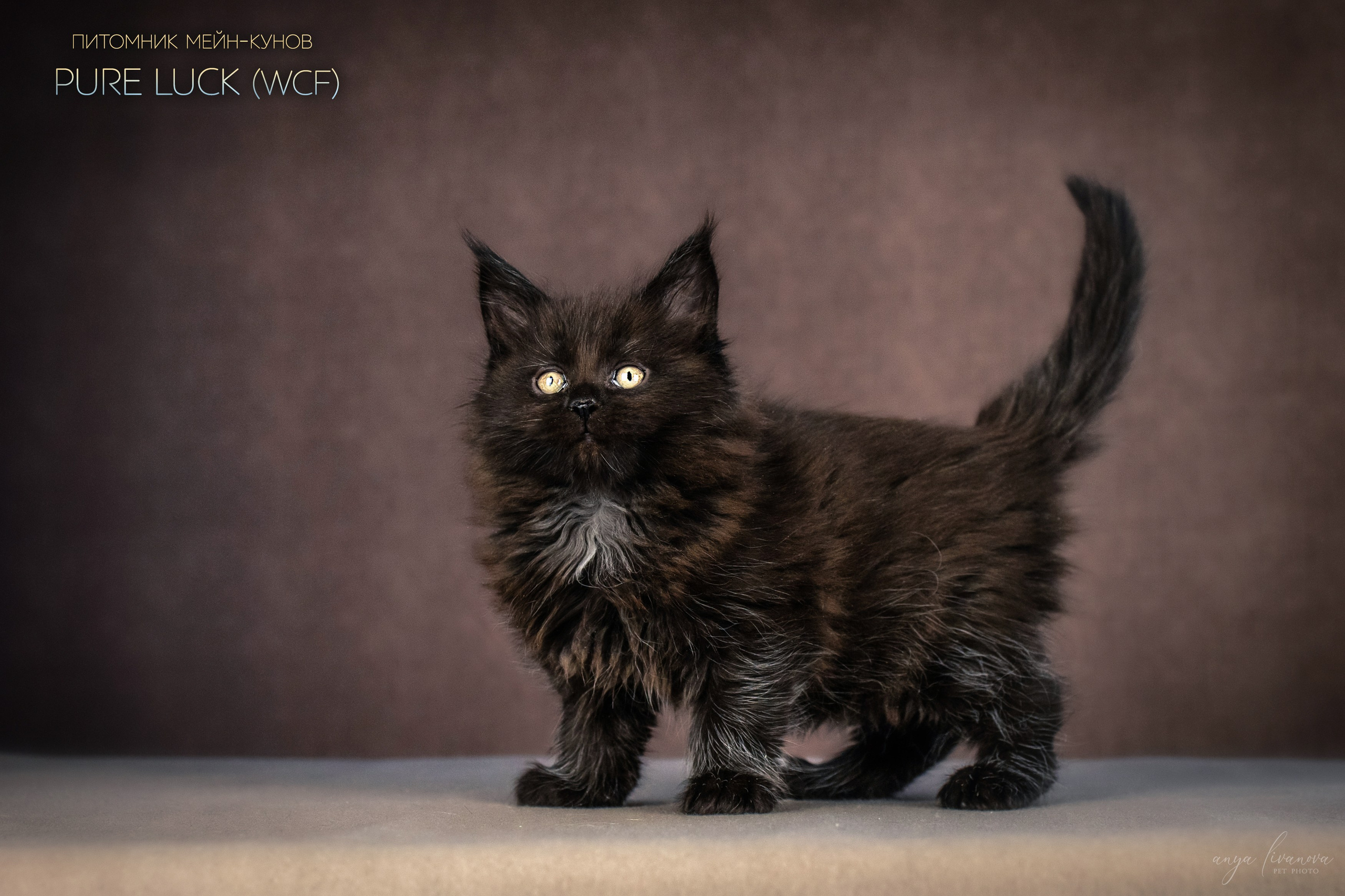 Мейнкуны. Фотограф анималист Аня Ливанова | Рыбинск