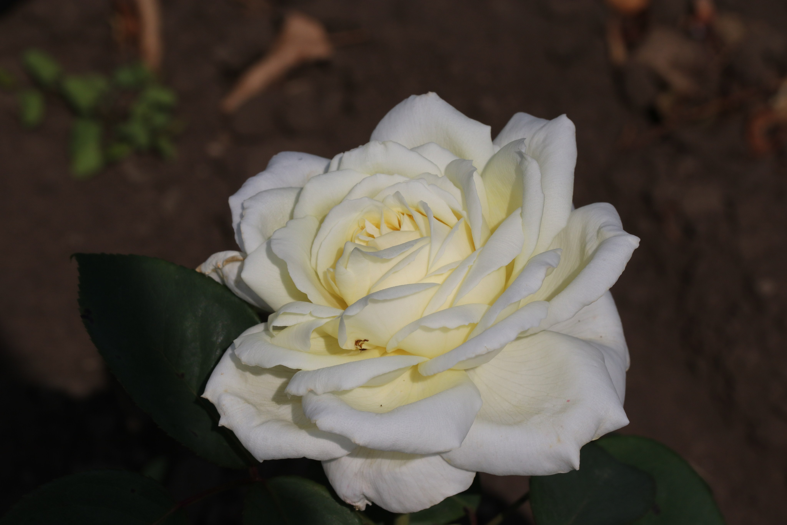 Долина роз в Кисловодске. Фото-художник и Репортажный фотограф Николаев Александр Алексеевич