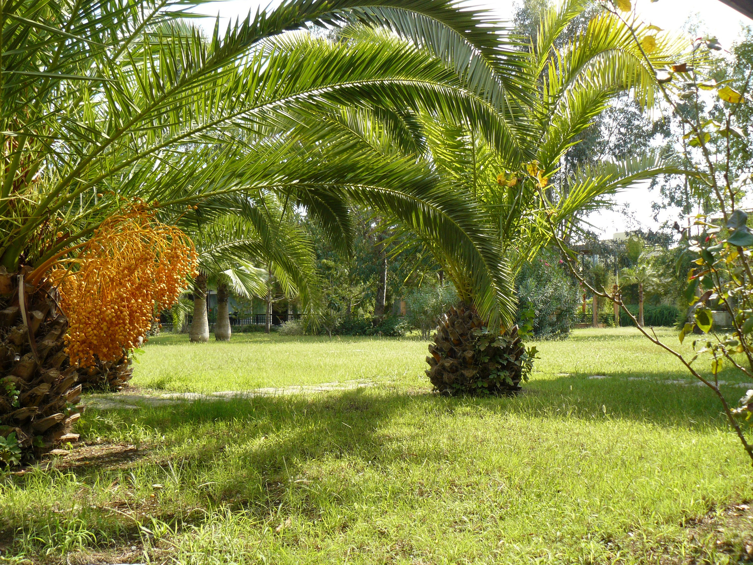 Кемер, Чамьюва 2008. Избранные фотографии