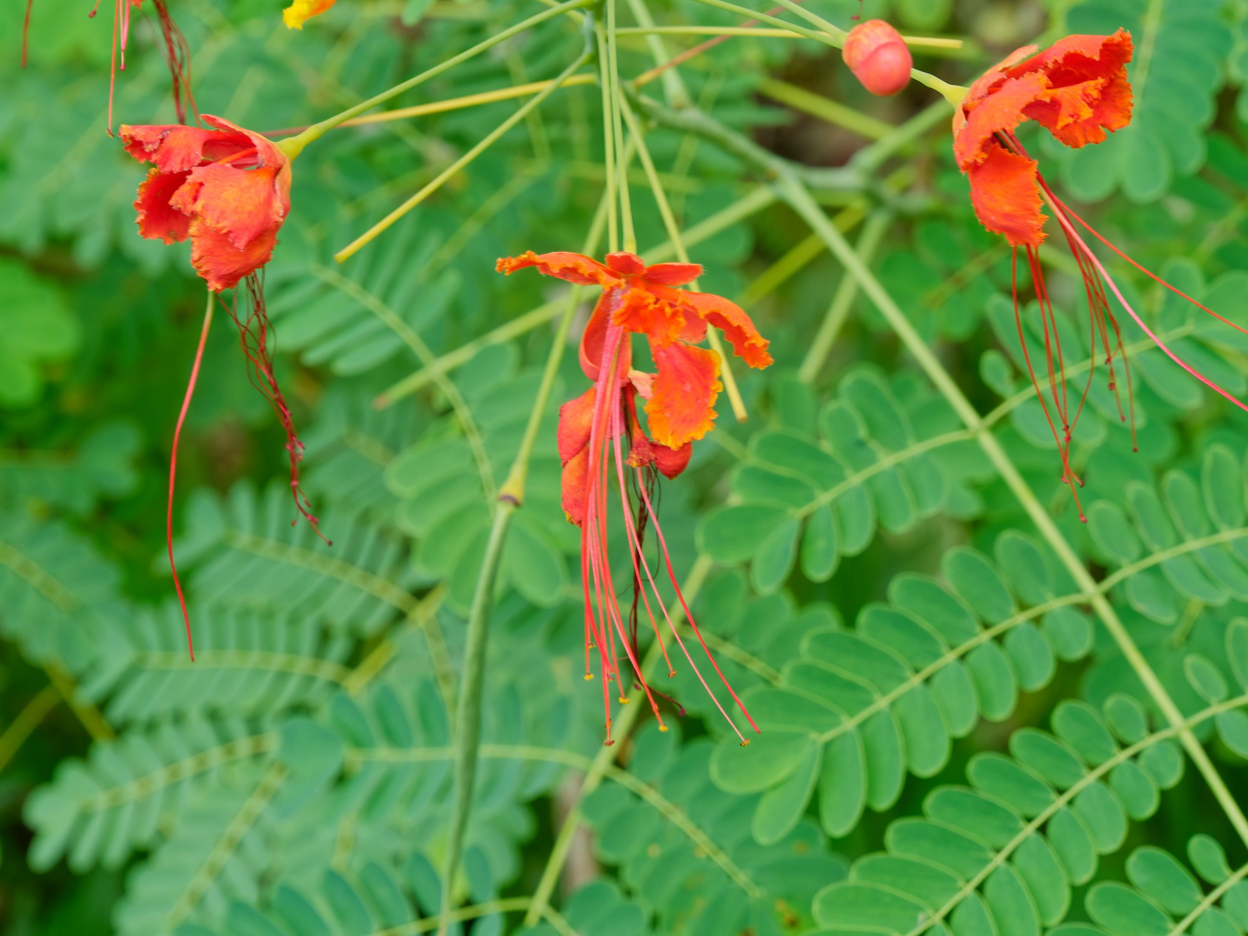 Хайнань 2026, флора, цветы и деревья. Фотопрогулки по Миру