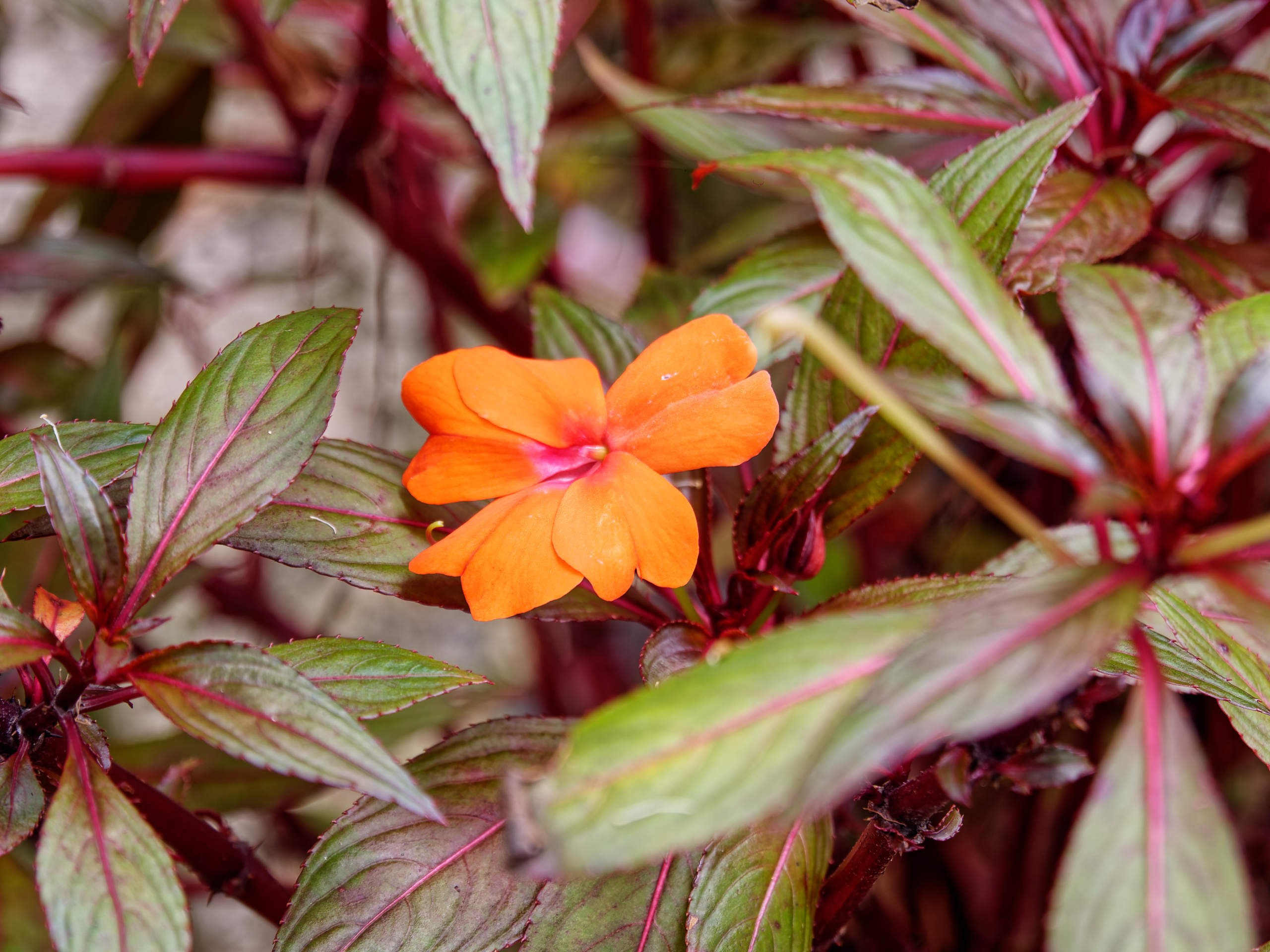 Далат 2023. Избранные фотографии